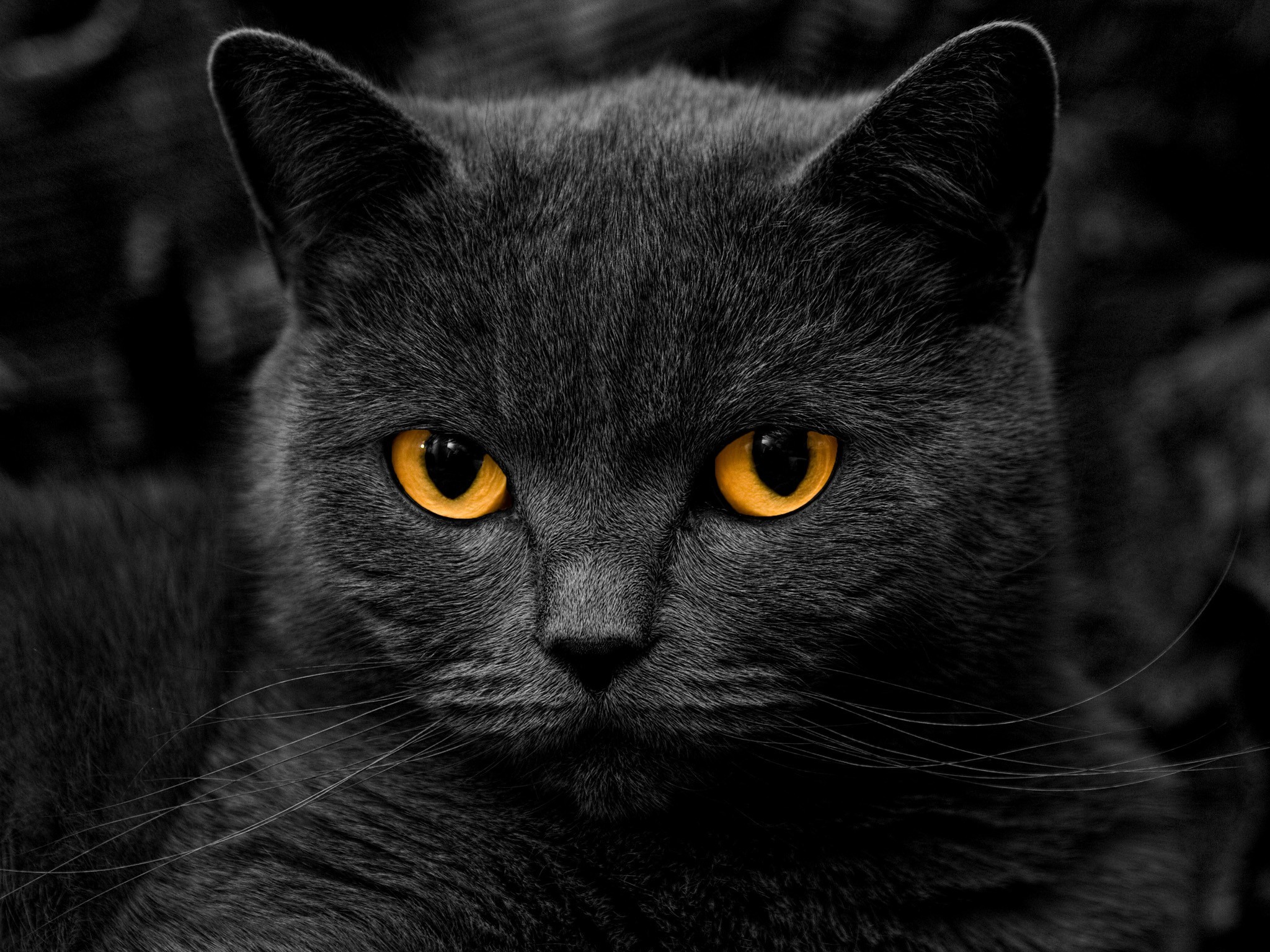 2048x1536 Black Cat with Yellow Eyes