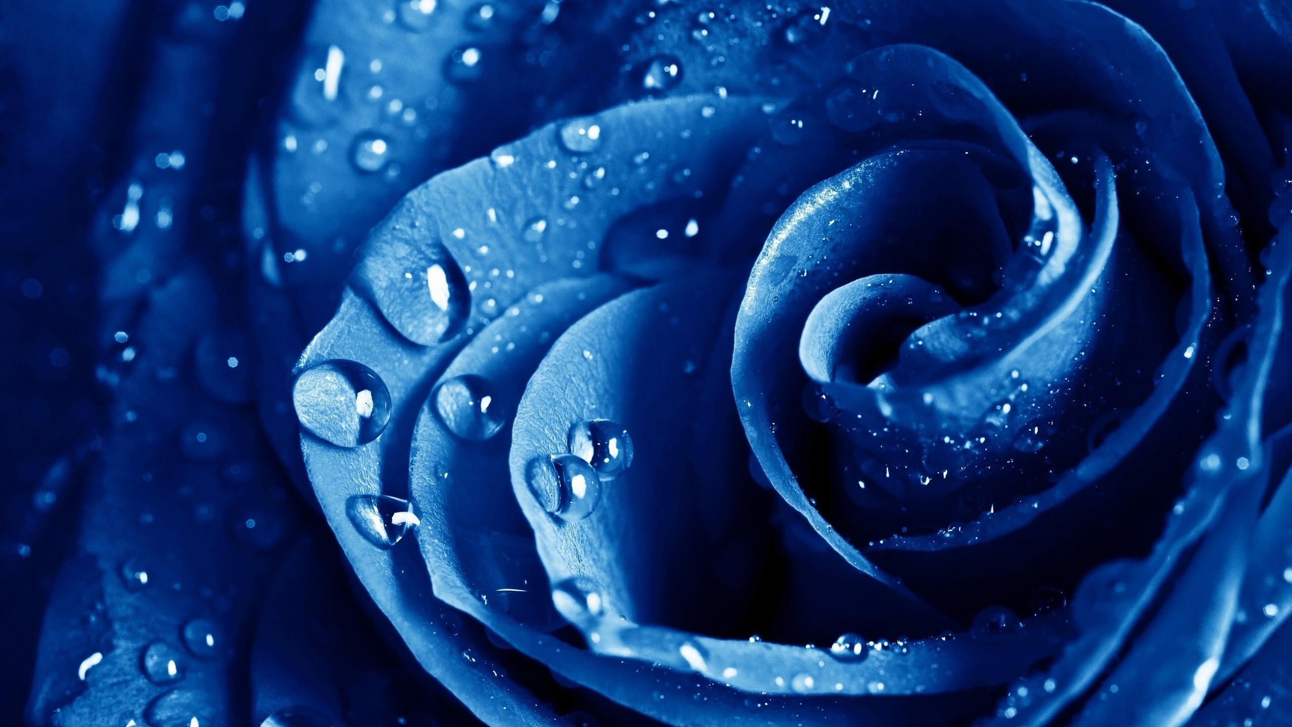 Blue Flowers Background (49+ images)