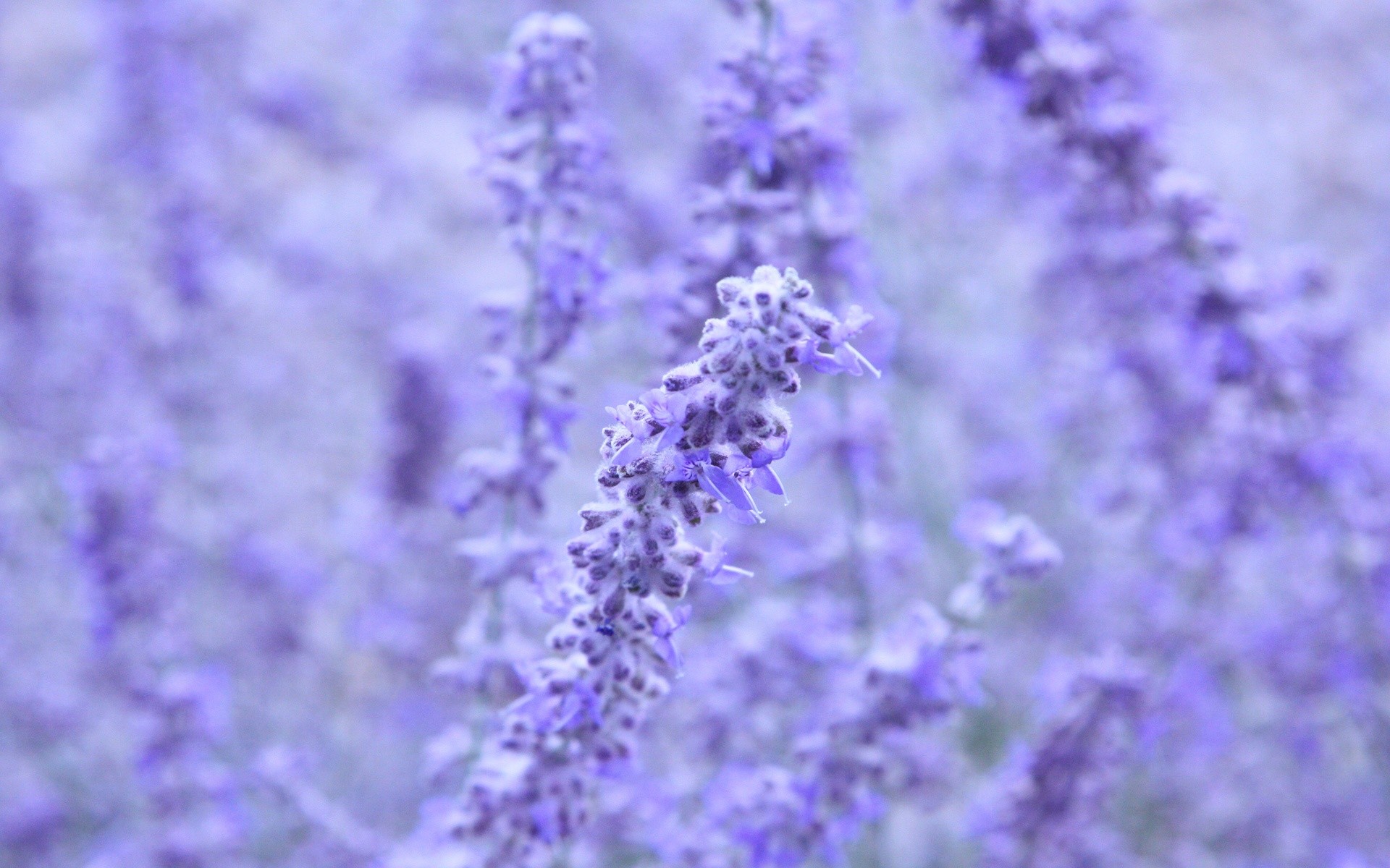 1920x1200 Lavender Colored Flowers