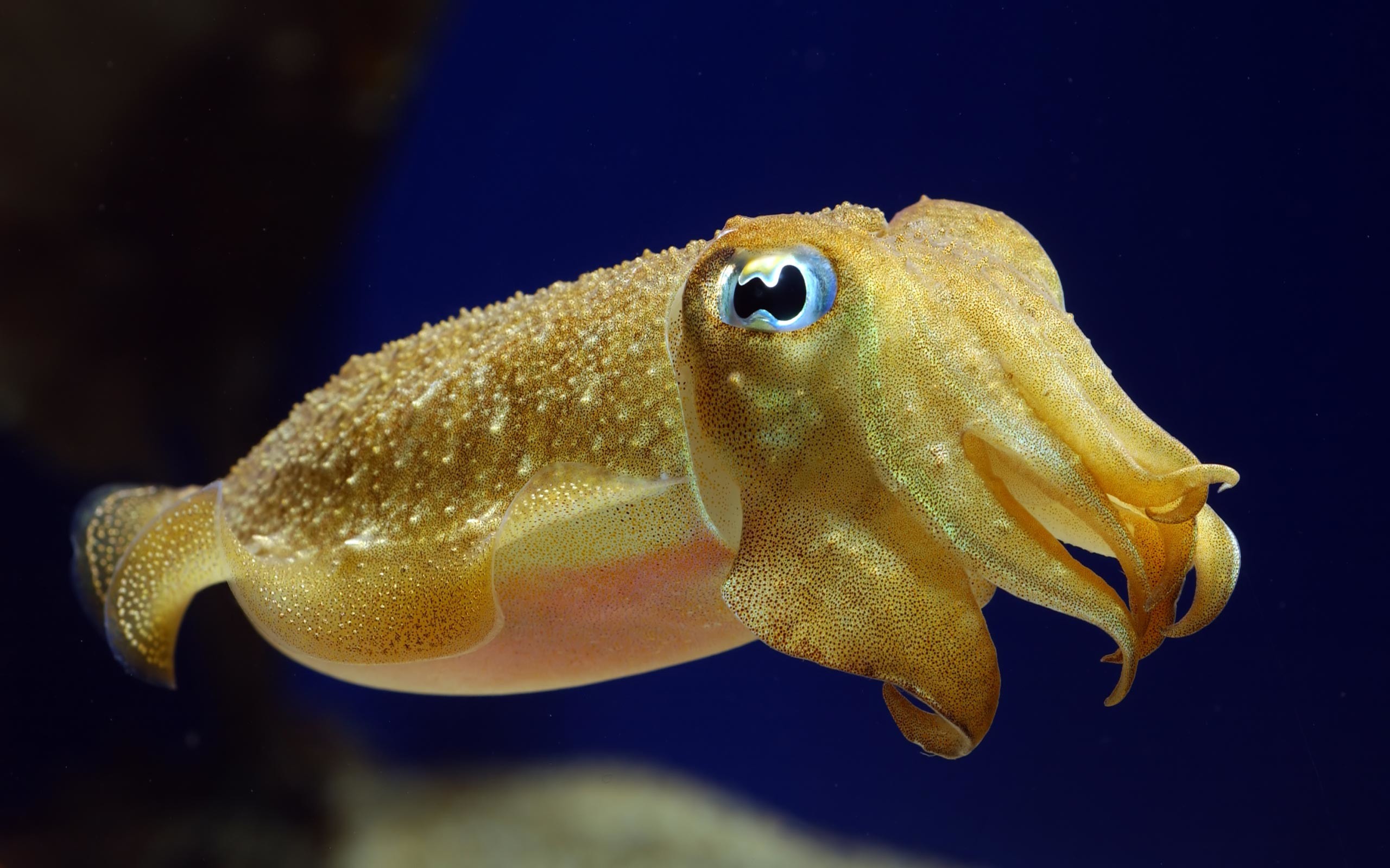 2560x1600 Yellow cuttlefish