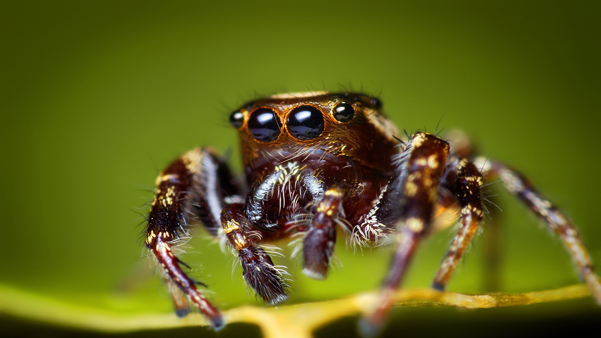 1920x1080 Spider Wallpapers Best Wallpapers | HD Wallpapers | Pinterest | Spider, Hd  wallpaper and Wallpaper
