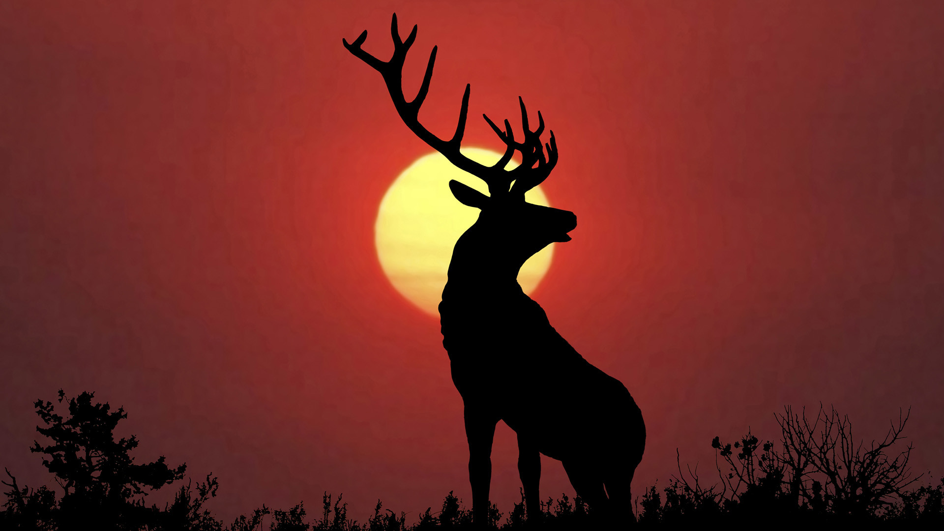 1920x1080 Free deer wallpaper background