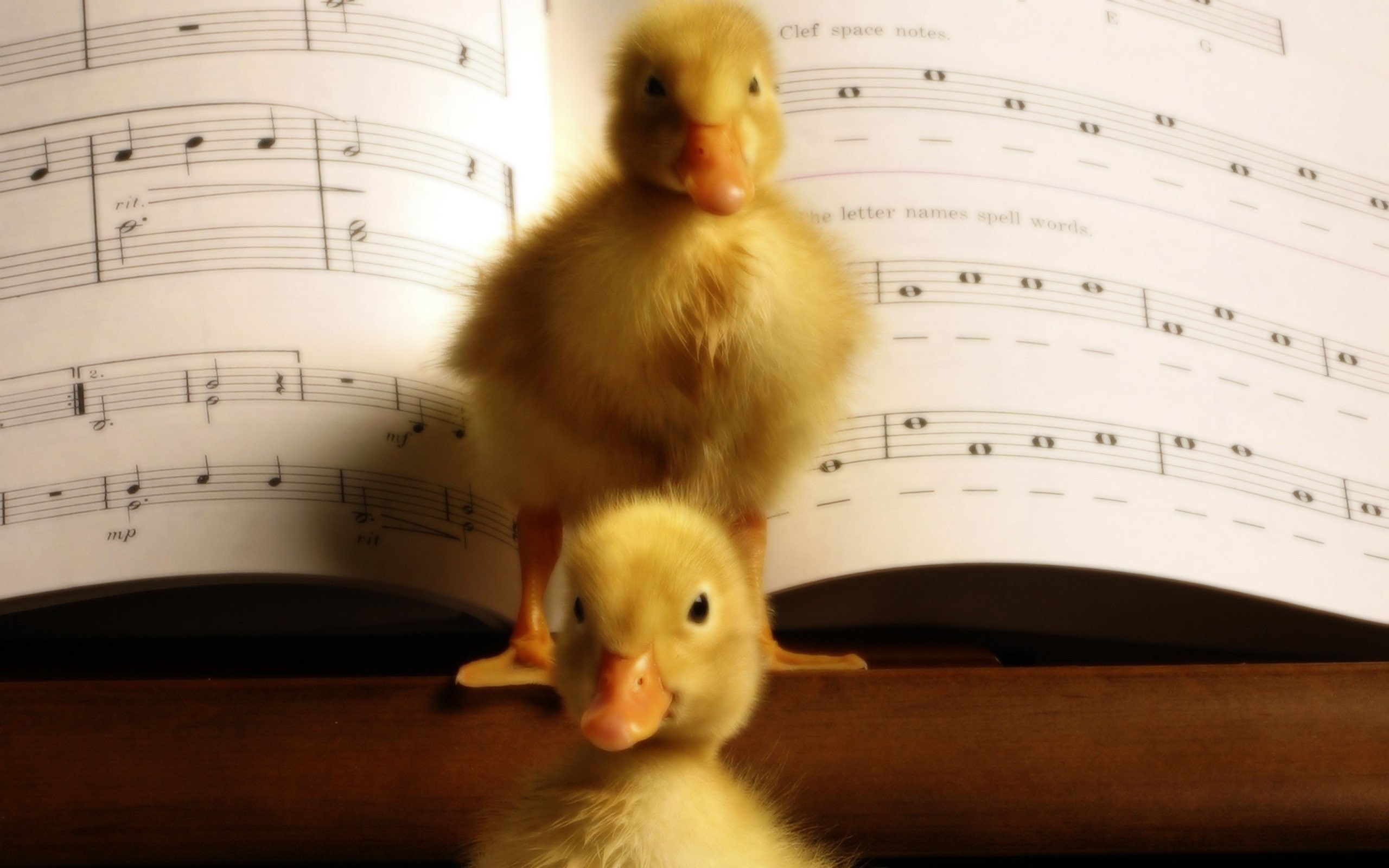 2560x1600 Birds animals ducks duckling musical musical notes baby birds wallpaper |   | 236569 | WallpaperUP
