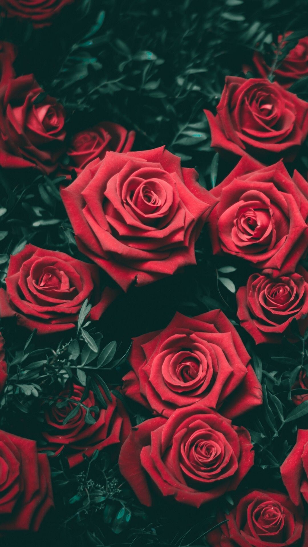 1080x1920 Red garden roses.