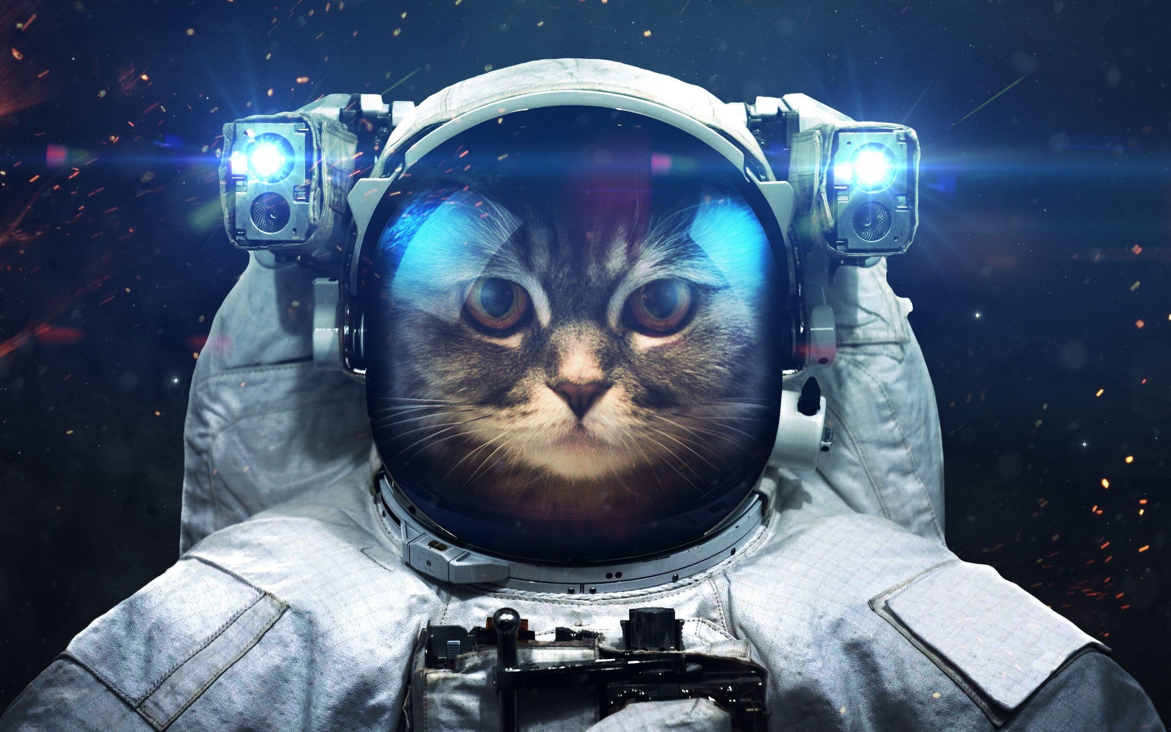 2304x1440 Space Cat | Layla the cat lady | Cats, Space cat, Artwork