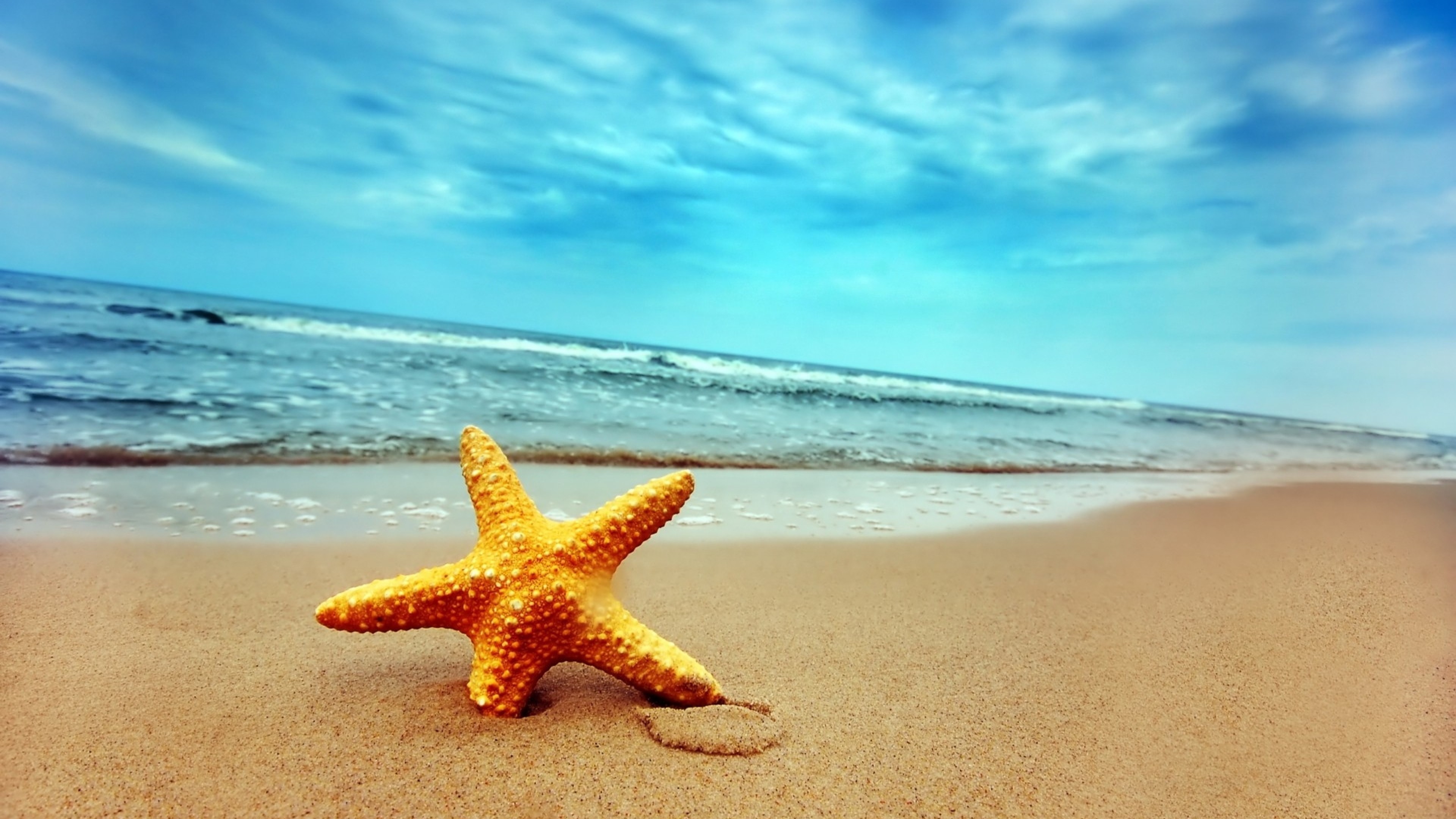 3840x2160   Wallpaper starfish, coast, beach, sand