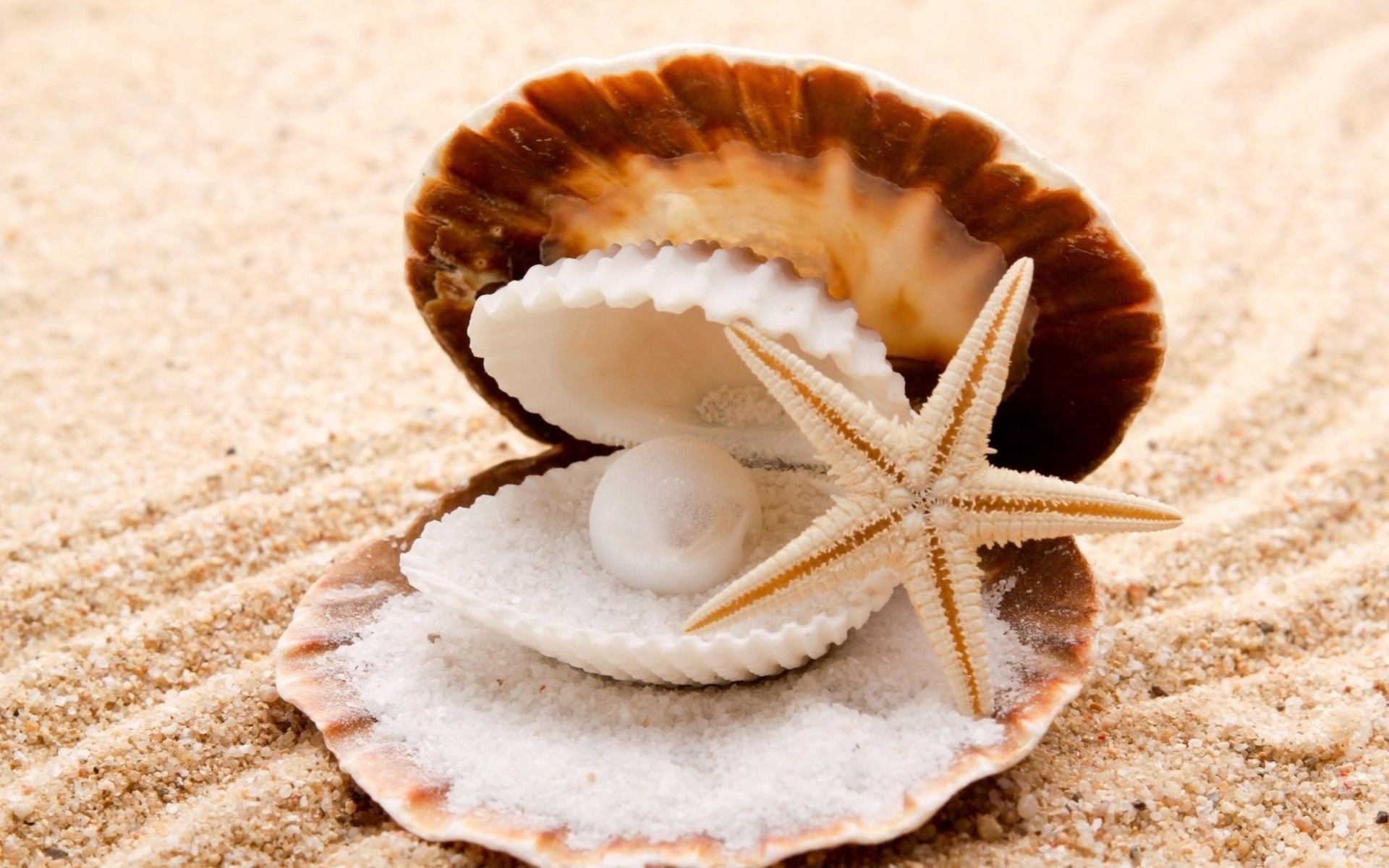 1920x1200  seashells starfish pearl sand beaches shell clam wallpaper  background