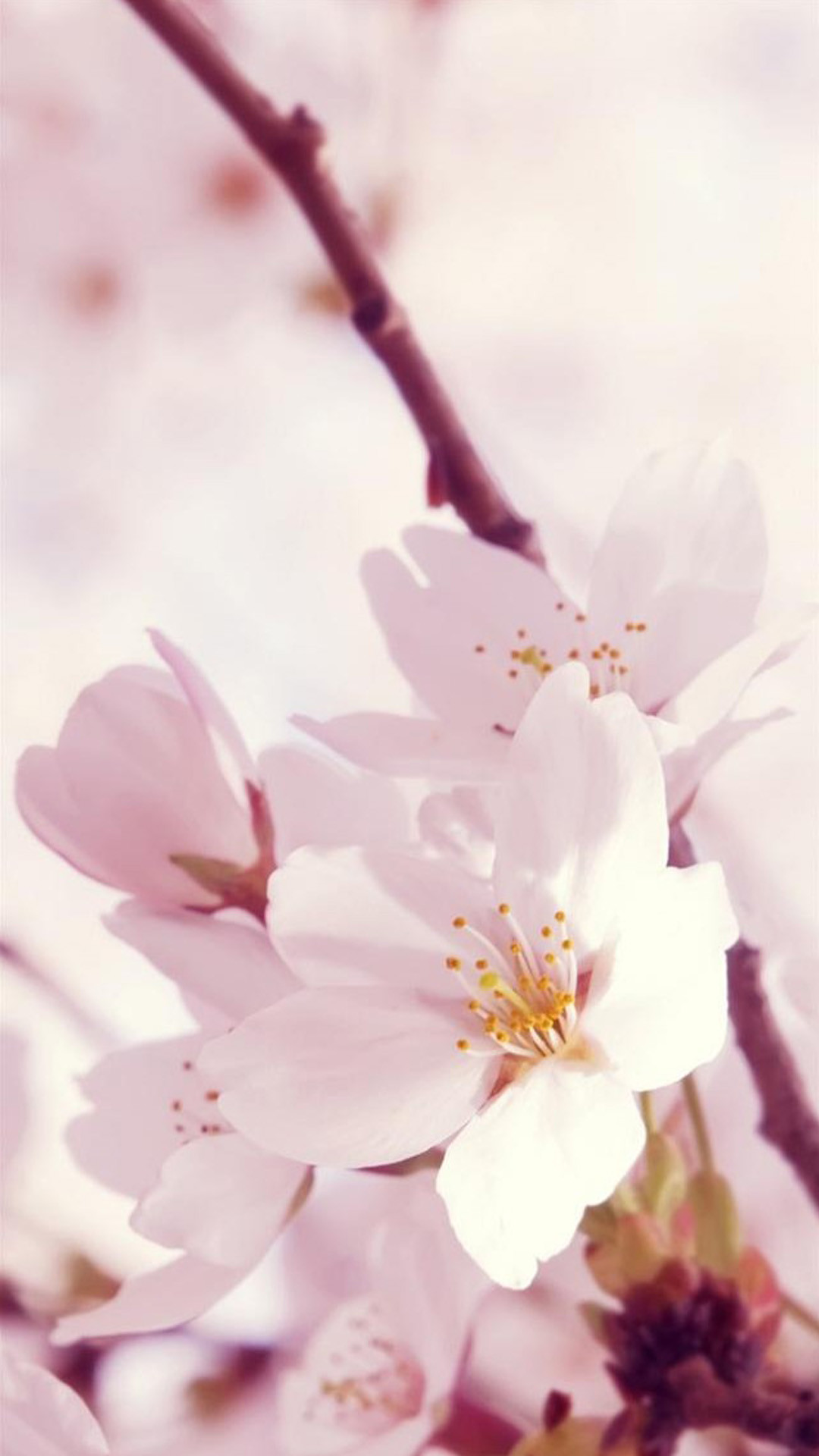 1080x1920 Nature Sunshine Bright Flower Bunch iPhone 8 wallpaper