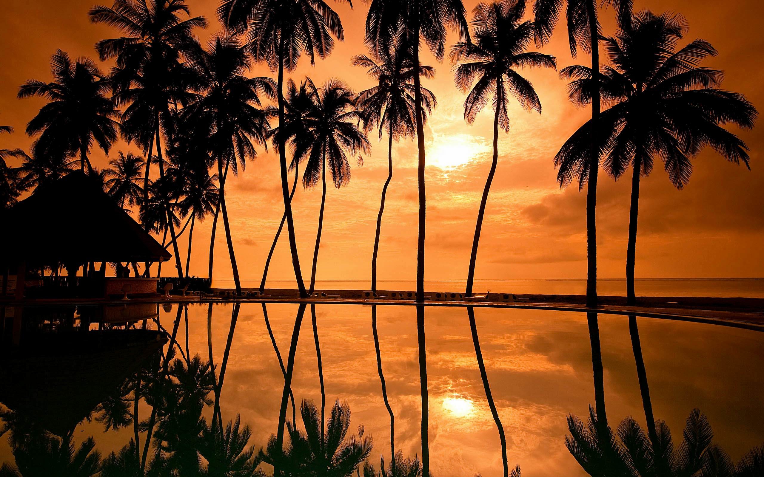 2560x1600 Sunrise Beach Palm Tree