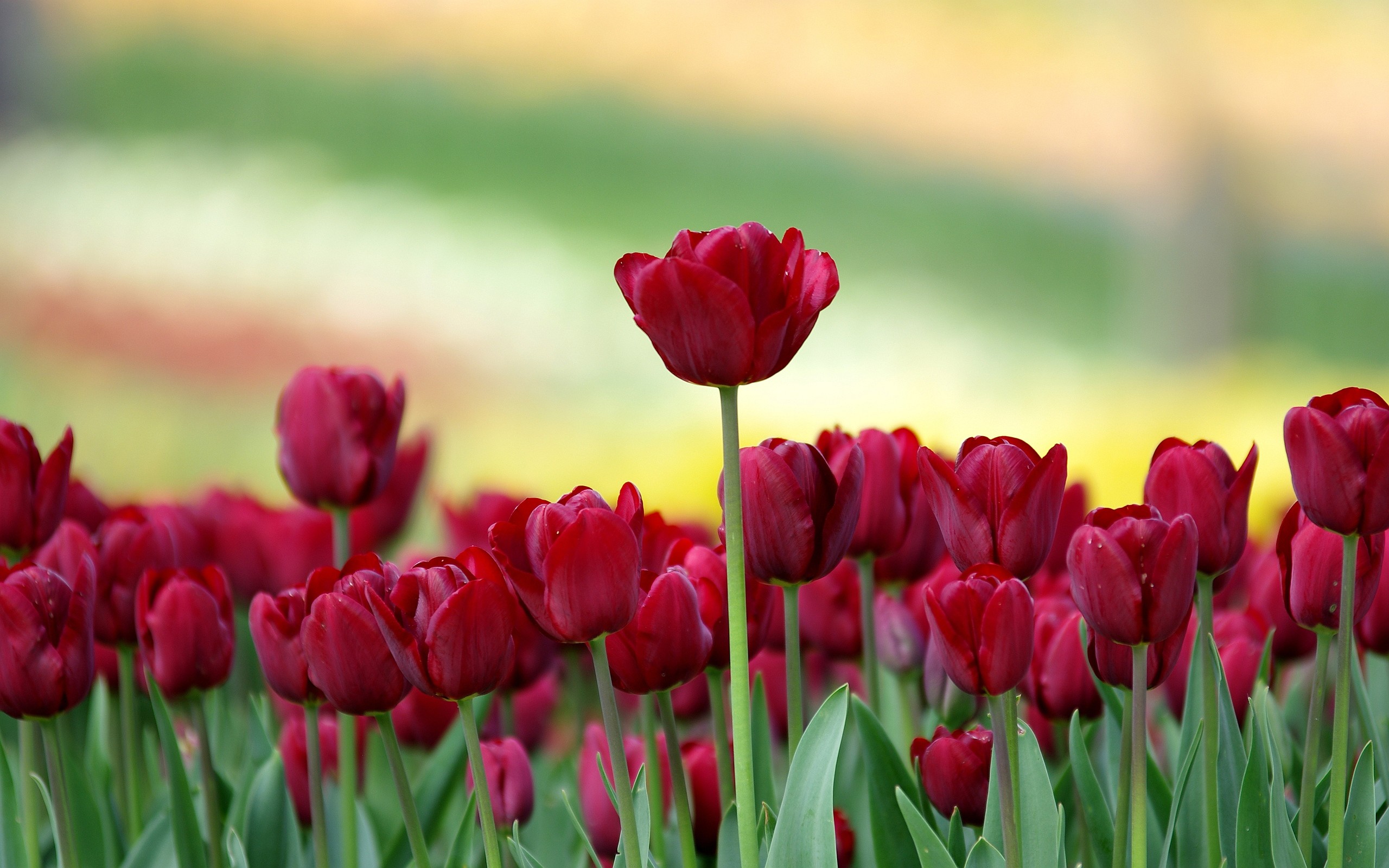 2560x1600 Red Tulip Flowers Hd Wallpapers Backgrounds