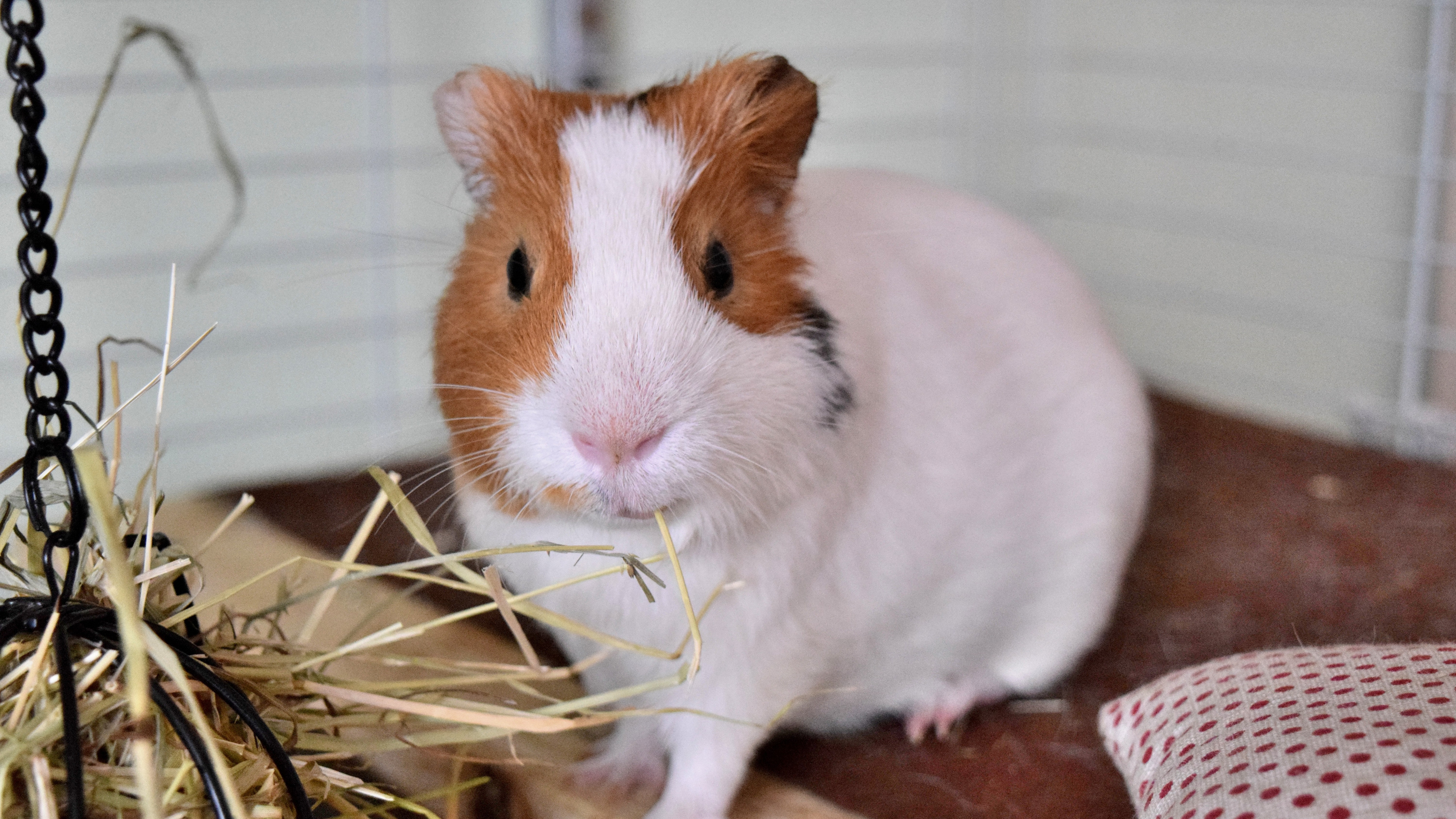 3840x2160  Wallpaper guinea pig, rodent, cage