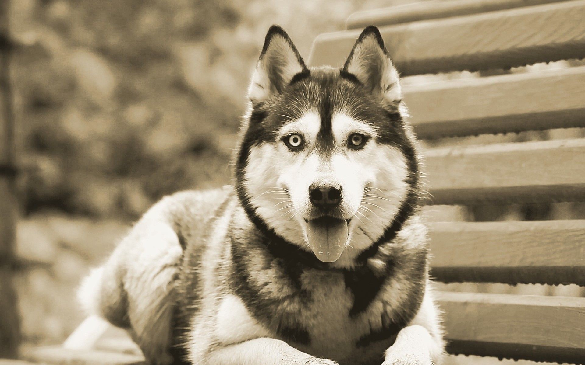1920x1200 Husky Wallpapers | Full HD Pictures