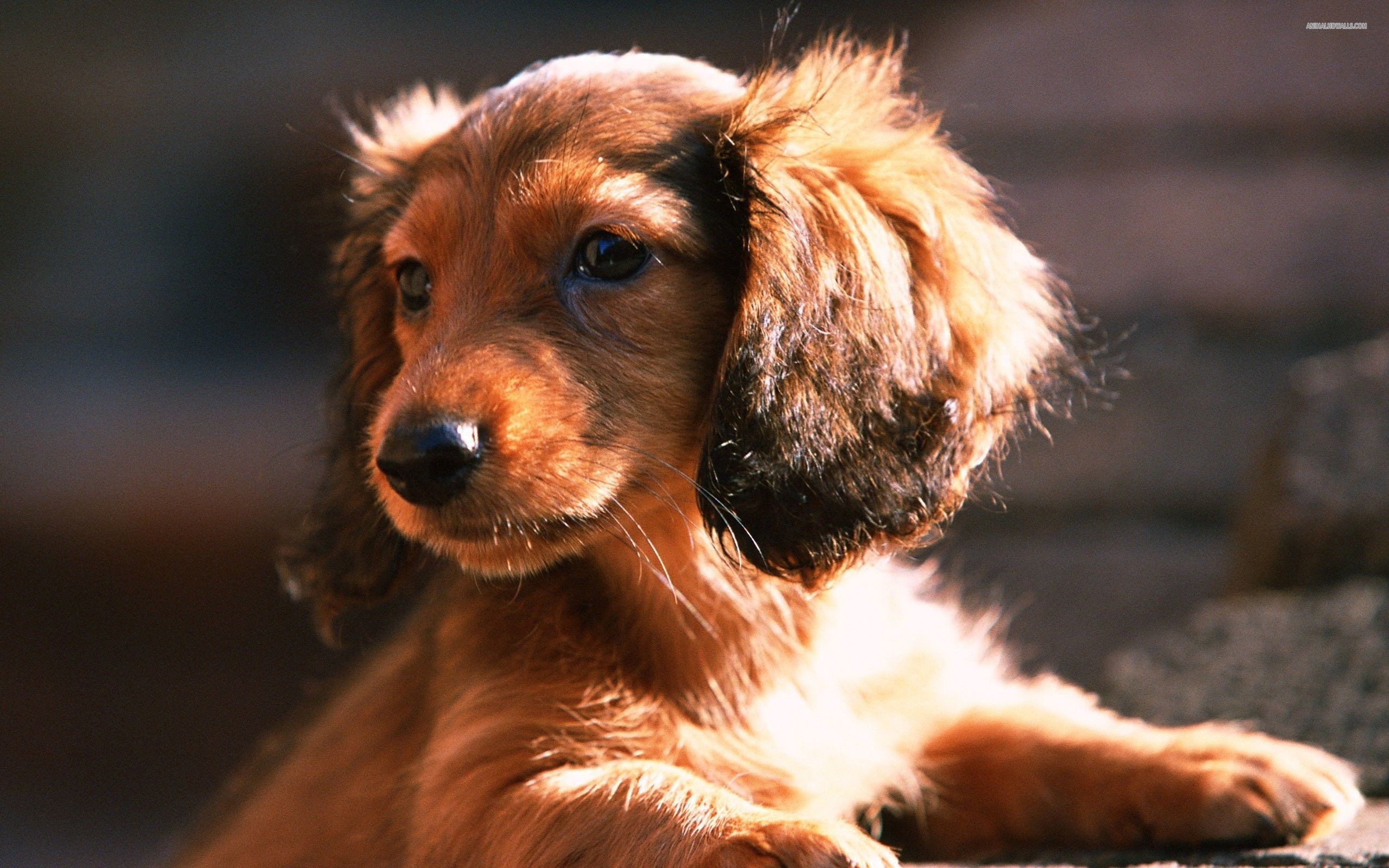 2560x1600 dachshund dog | Dachshund puppy wallpaper 