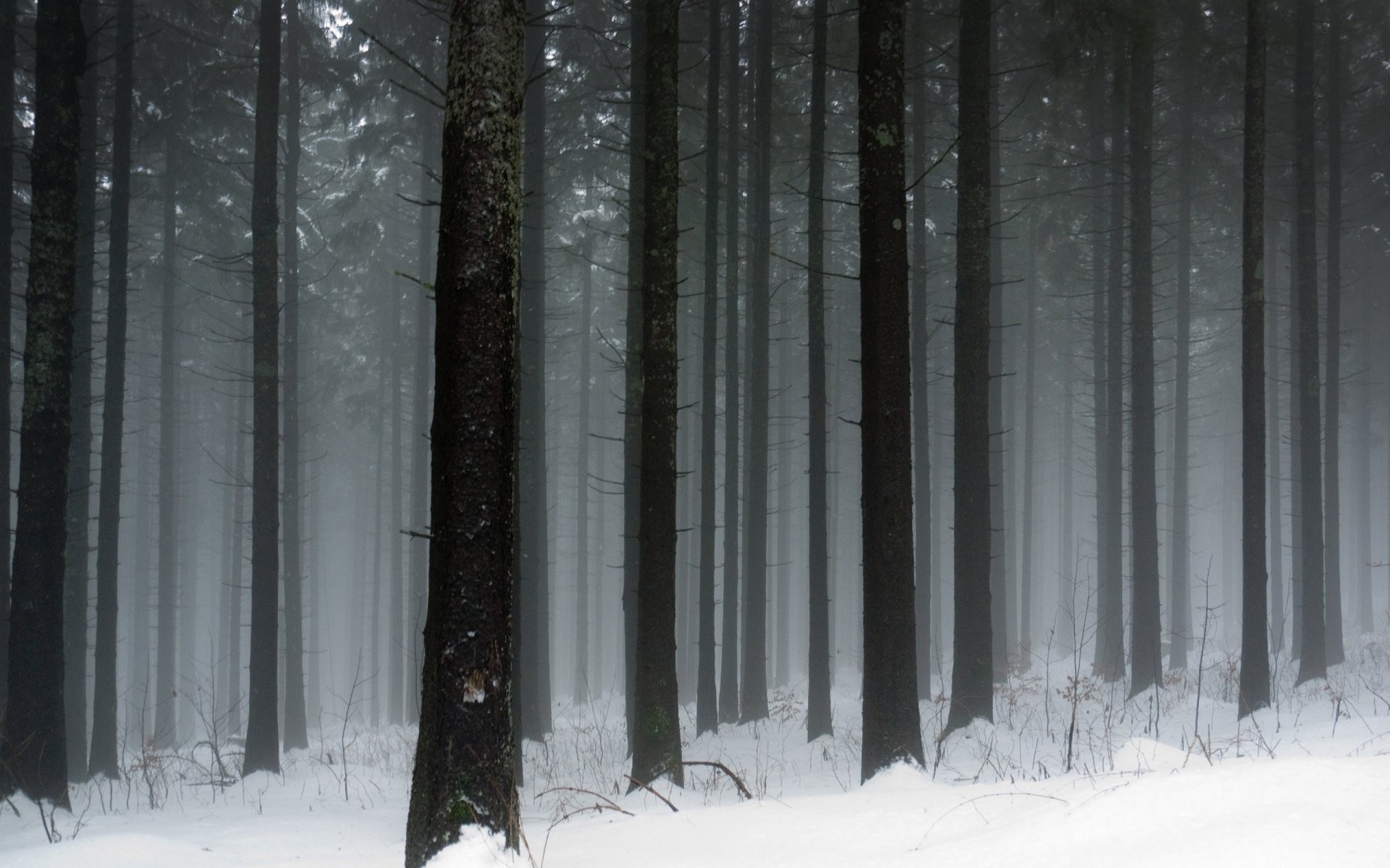 Wallpaper Snow, Snow Road, Winter, Tree, Nature, Background - Download Free  Image