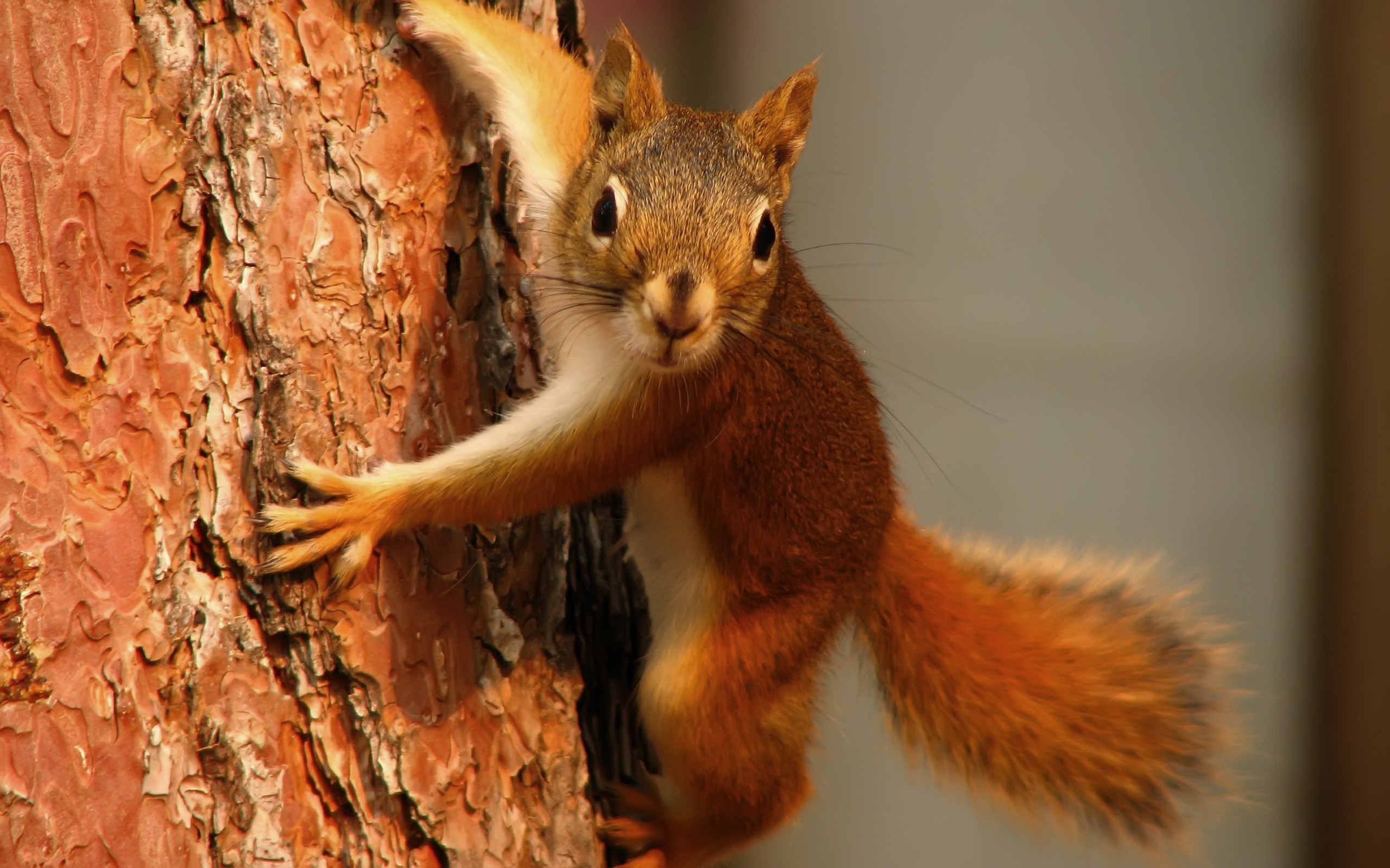 2560x1600 Squirrel Wallpaper Other Animals Wallpapers