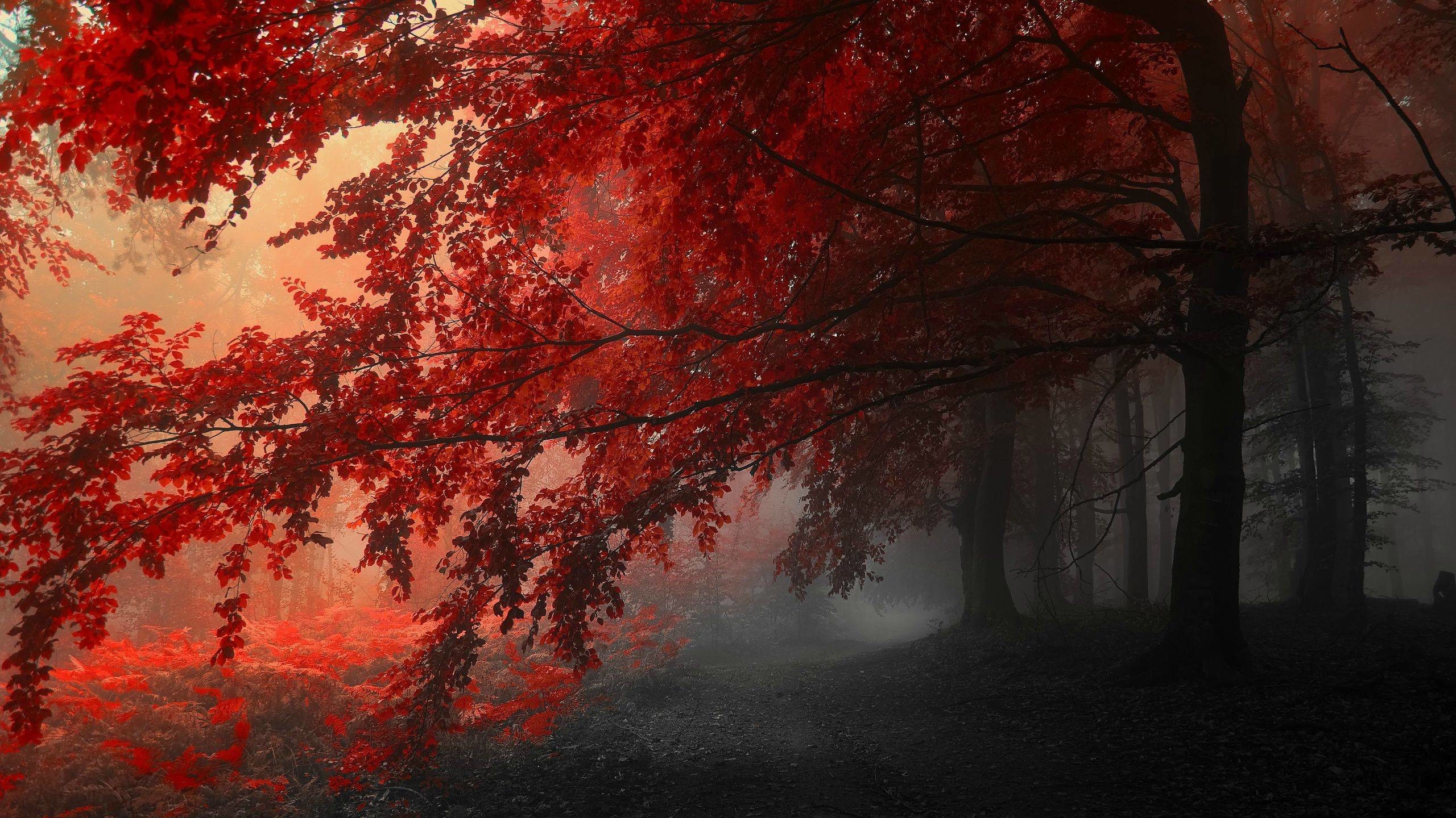 2560x1440 Red Forest