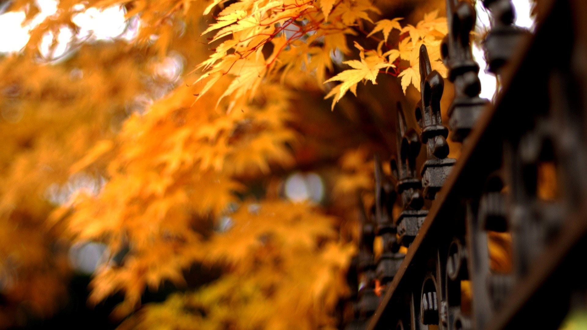 1920x1080 hd pics photos orange autumn leaves macro hd 2 desktop background wallpaper