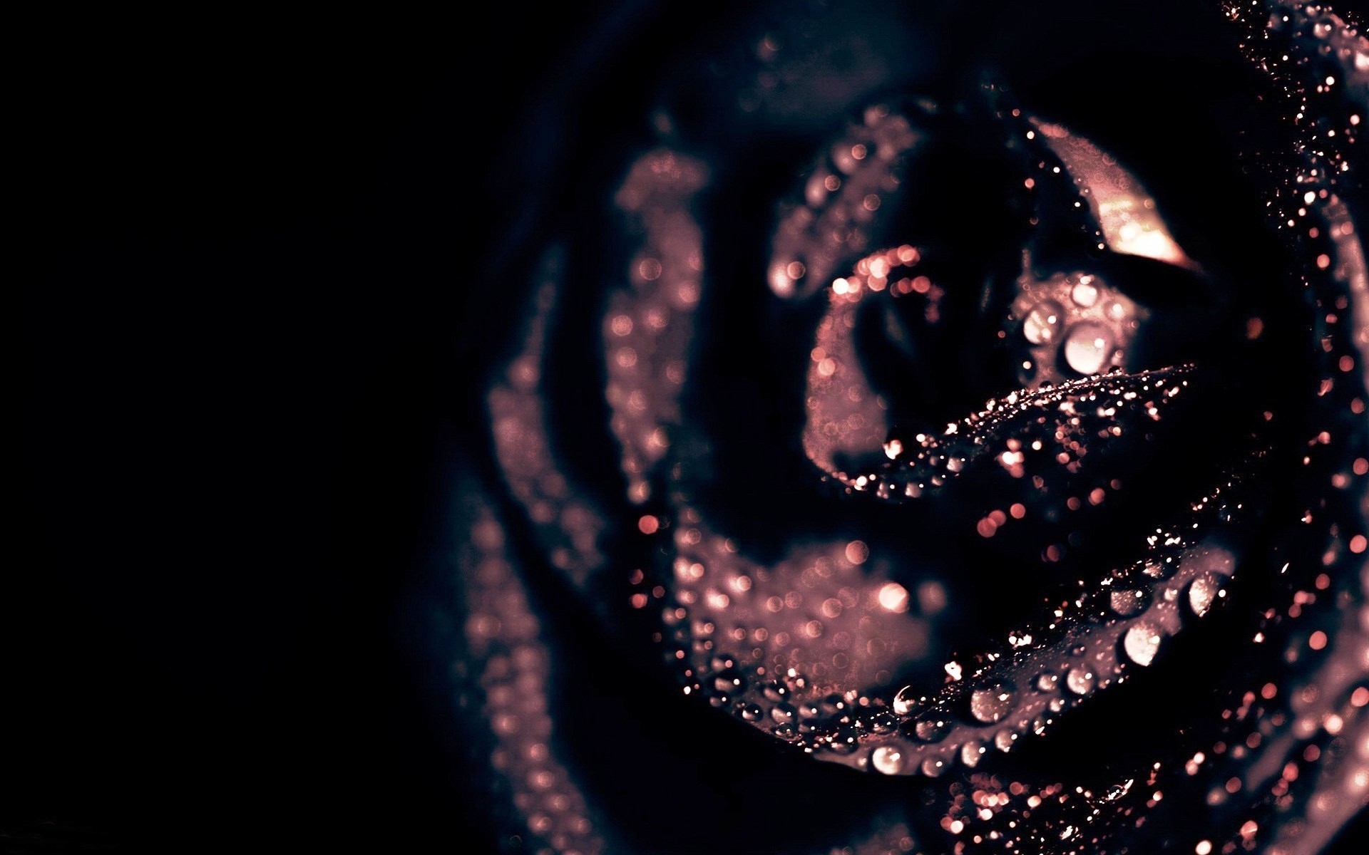 1920x1200 Black Roses Background