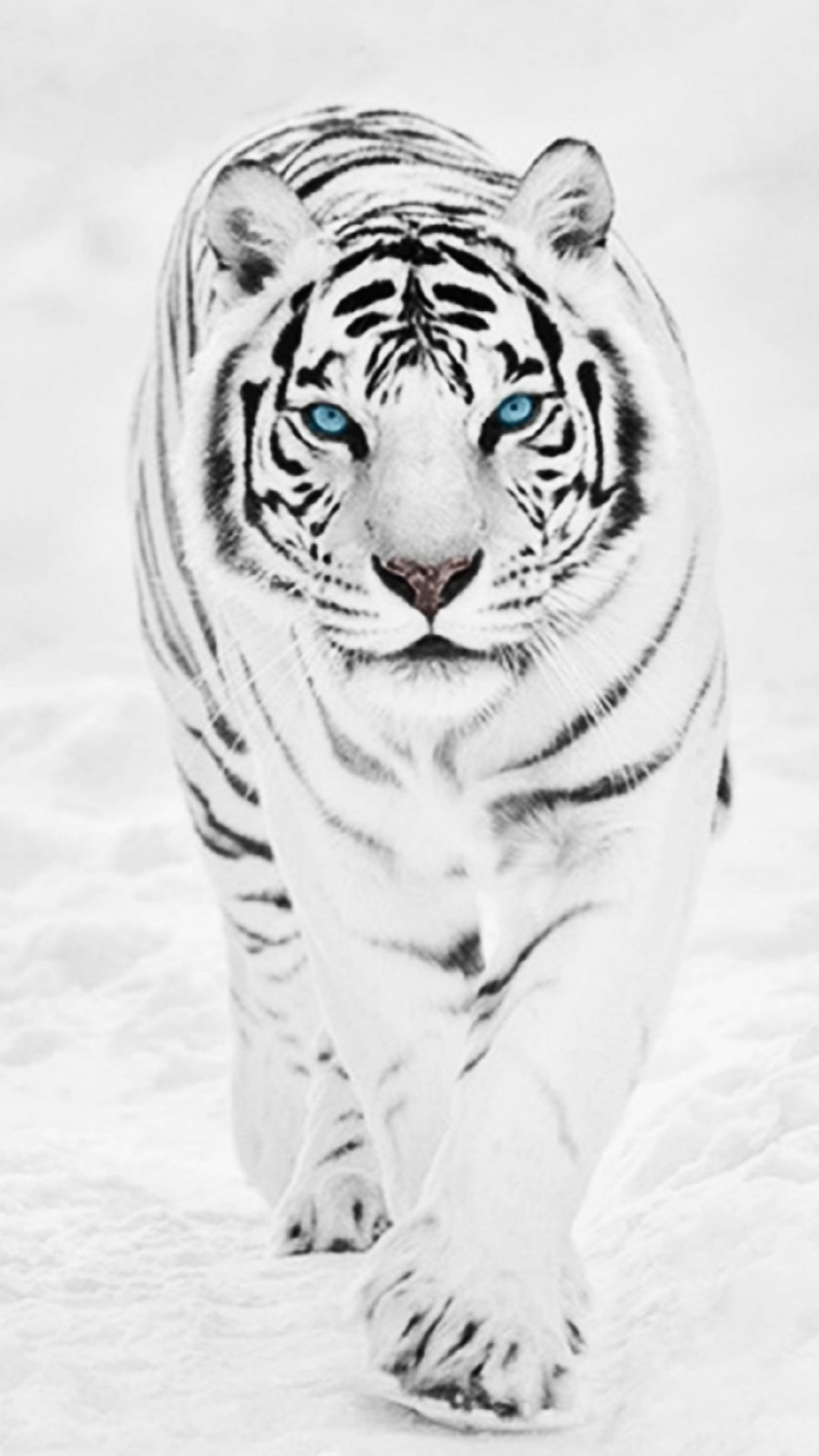 1080x1920 White Wild Tiger Animal Retina #iPhone #7 #wallpaper
