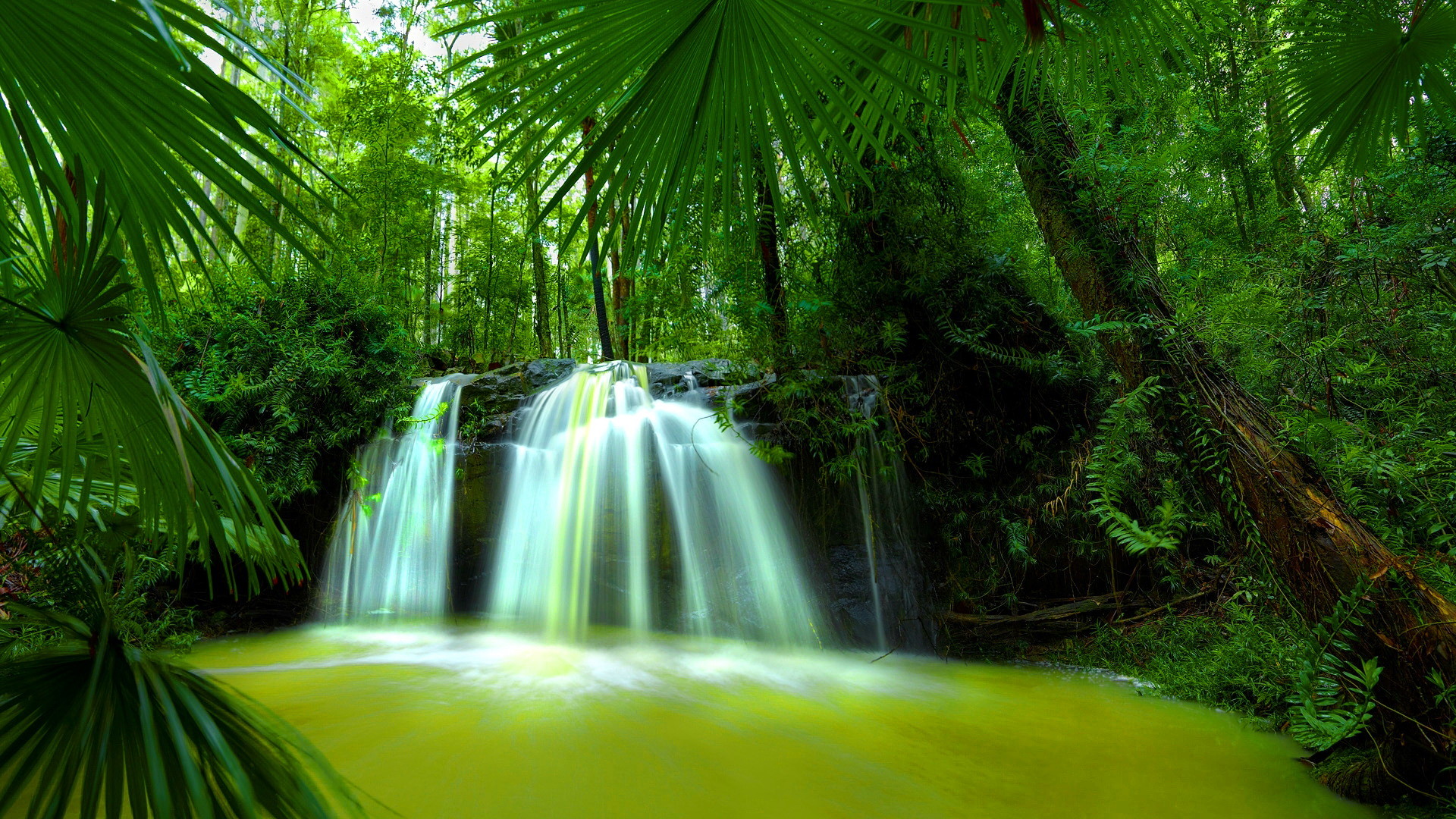 1920x1080 Beautiful Green Forest HD Wide Wallpaper for Widescreen (37 Wallpapers)