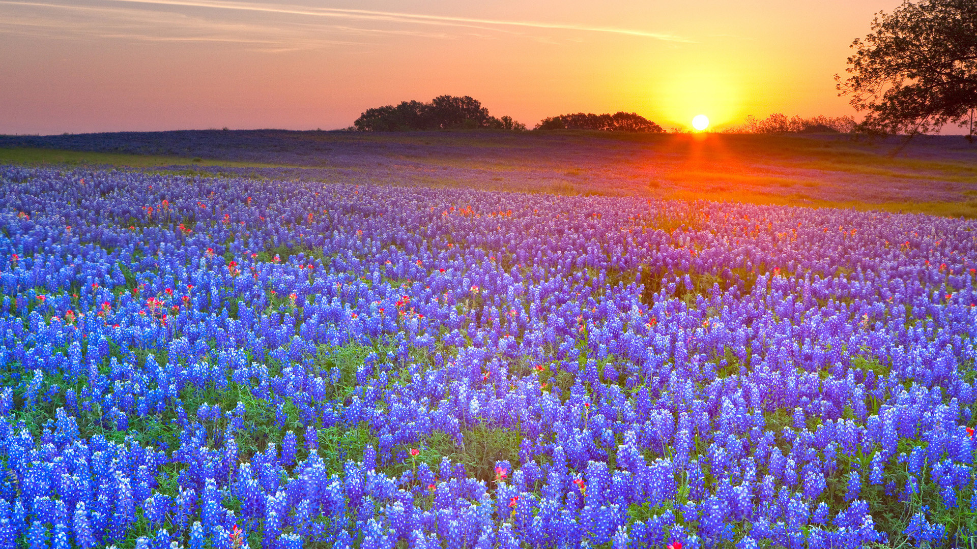 1920x1080 Texas Bluebonnets, Texas Hill Country, Texas - Beautiful photos and  wallpapers