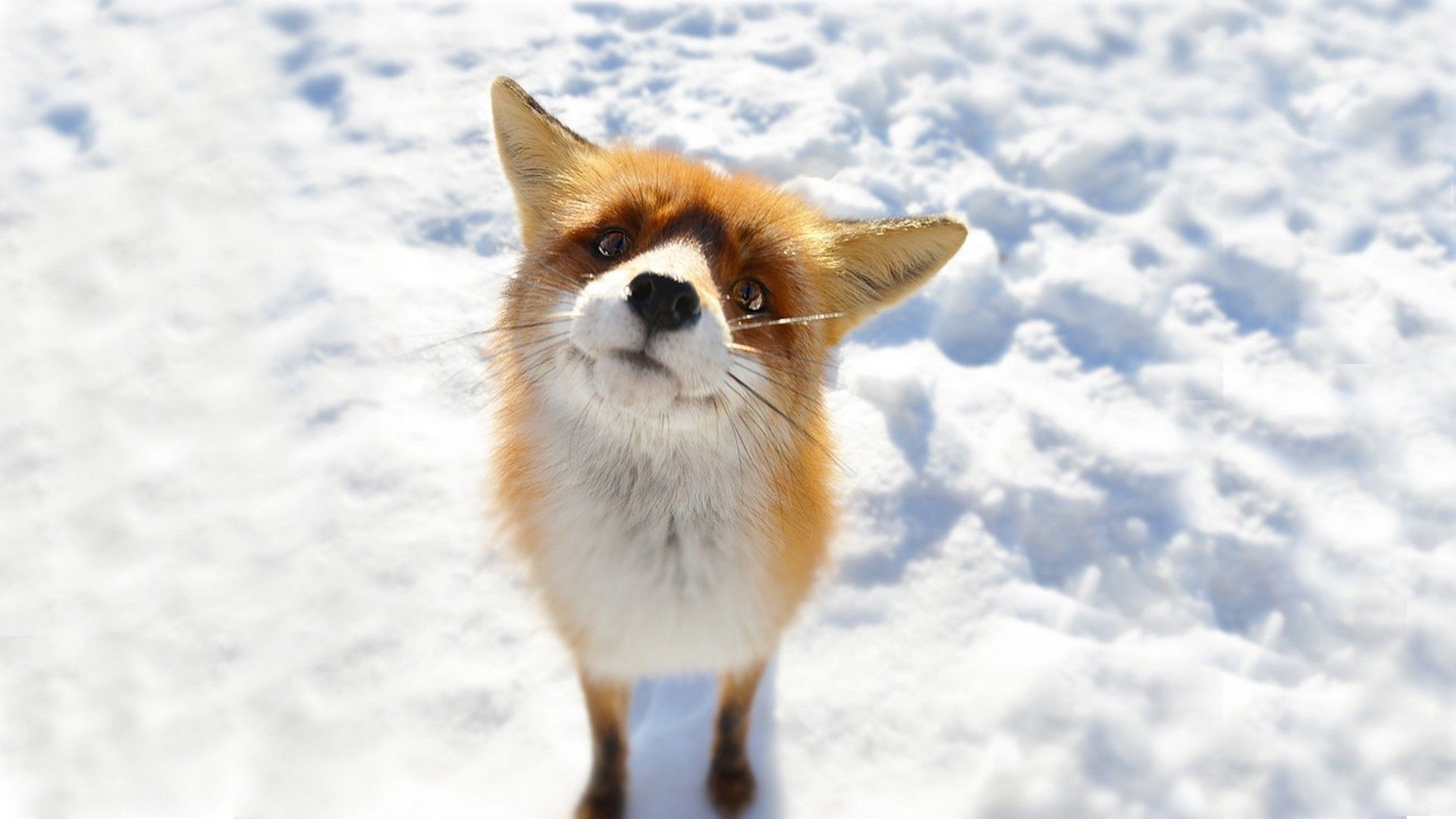 1920x1080 Free winter animal wallpaper - Animal Foxes Snow Winter. Download