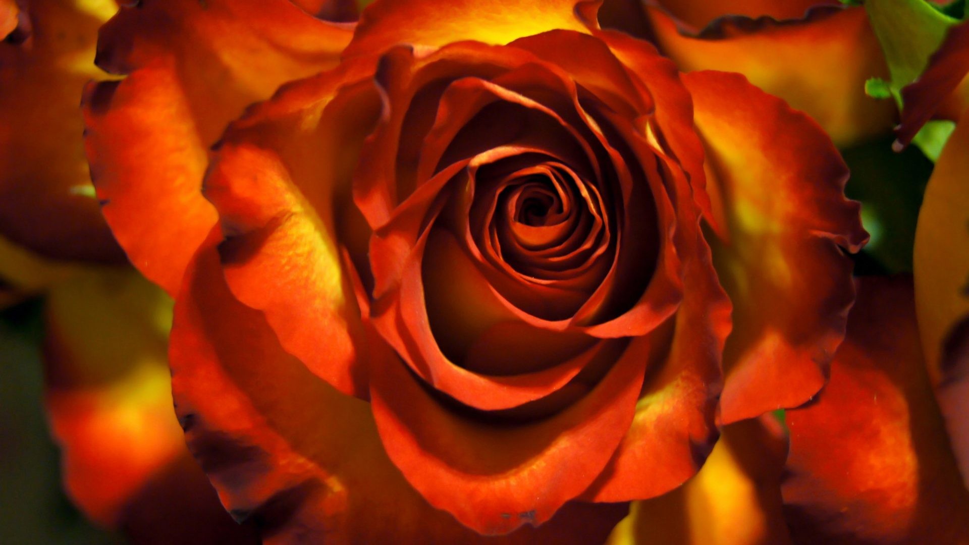 1920x1080 Bronze Tag - Rose Flower Golden Beautiful Orange Nature Bronze Lovely  Petals Single Desktop Wallpaper for