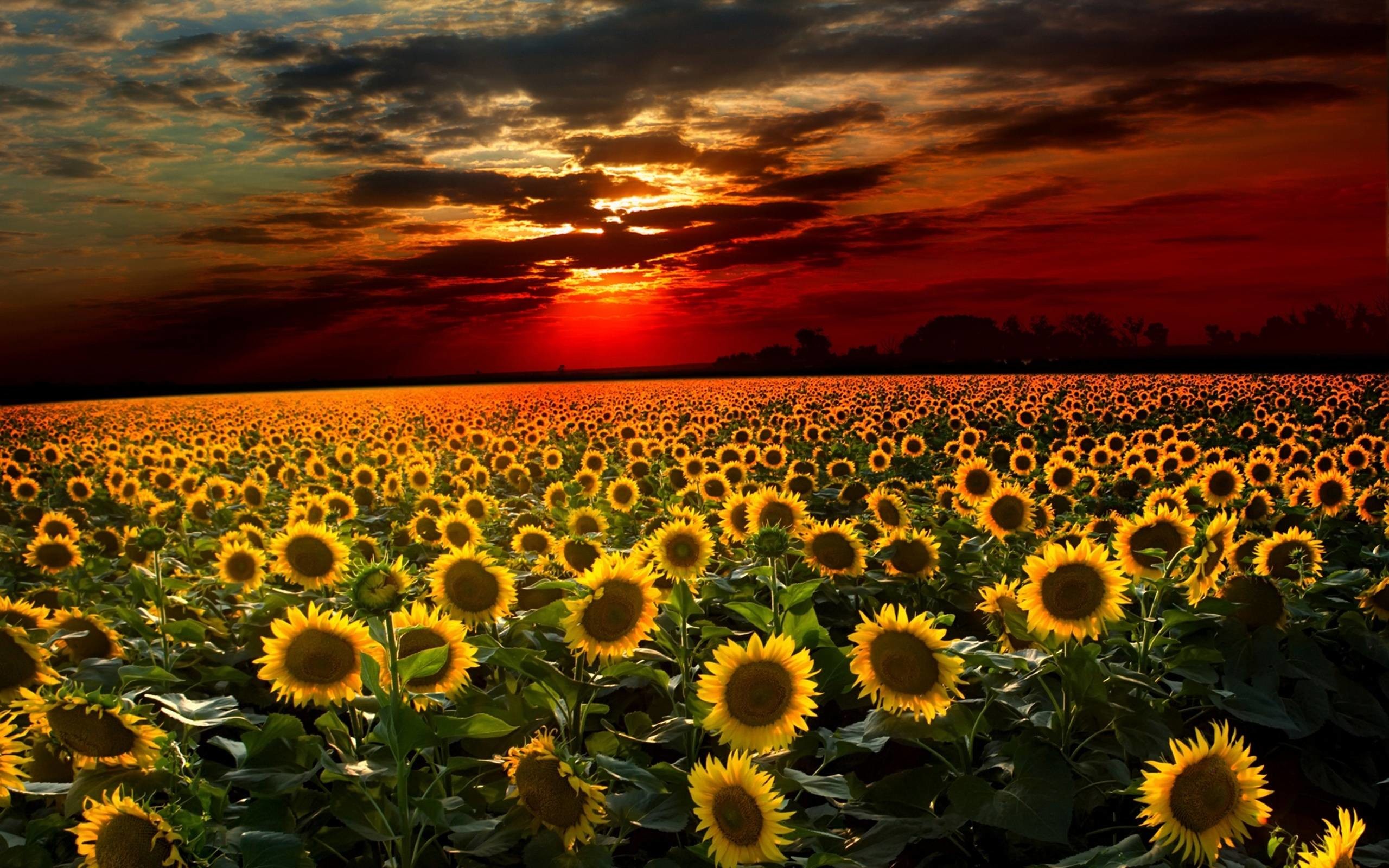 2560x1600 Sunflower HD Wallpaper | Sunflower Pictures | Cool Wallpapers