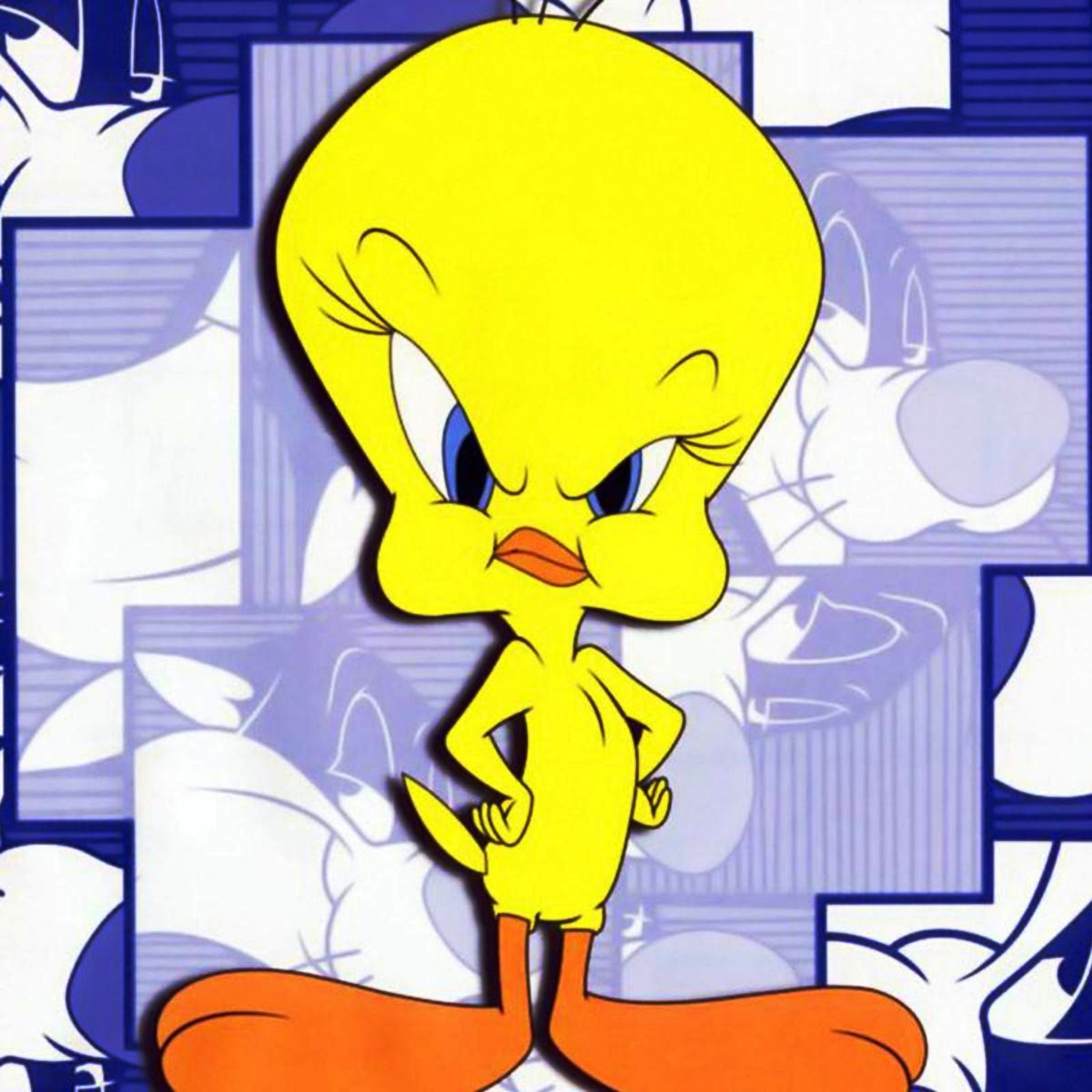2048x2048 Tweety photos, wallpapers and pics