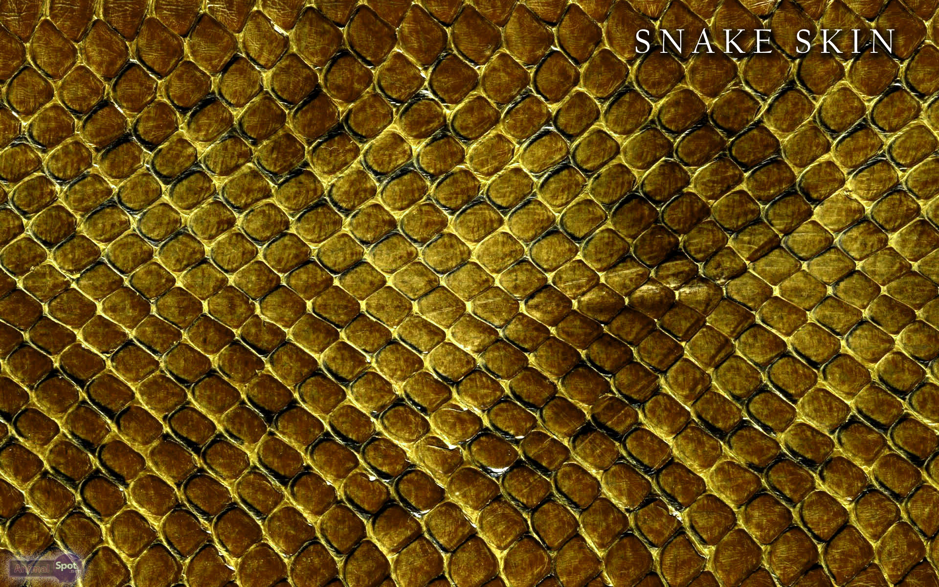 1920x1200 Best Snake Wallpapers and Backgrounds