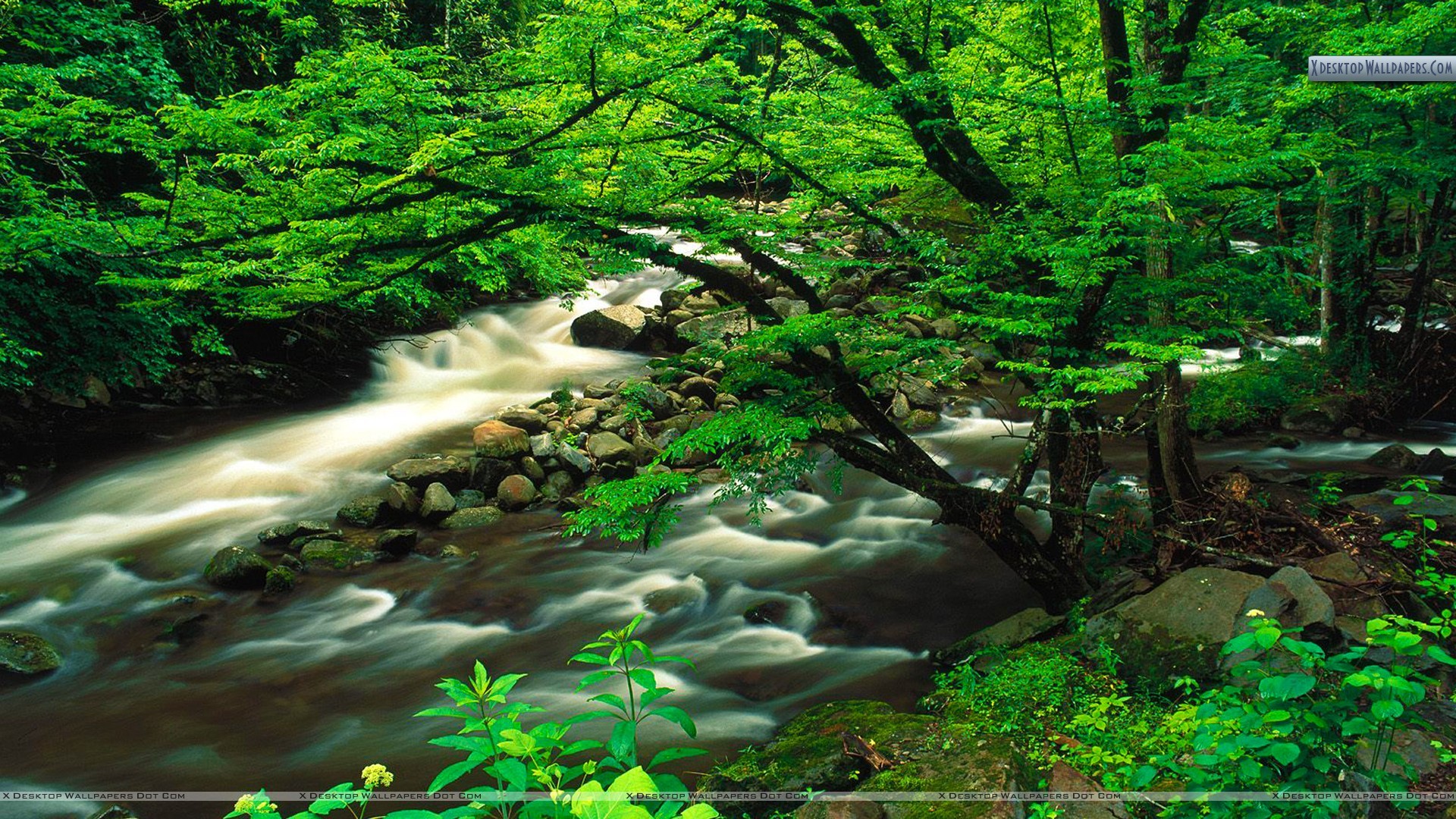 1920x1080 You are viewing wallpaper titled "Tremont, Great Smoky Mountains ...