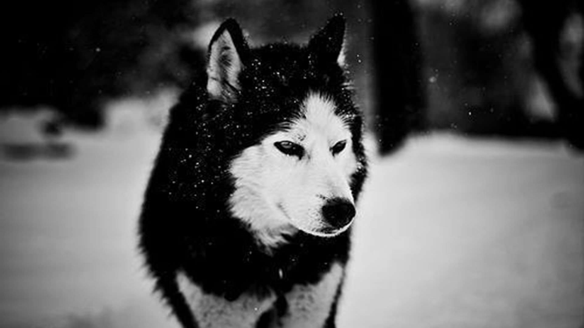 1920x1080 Wolf Winter Background
