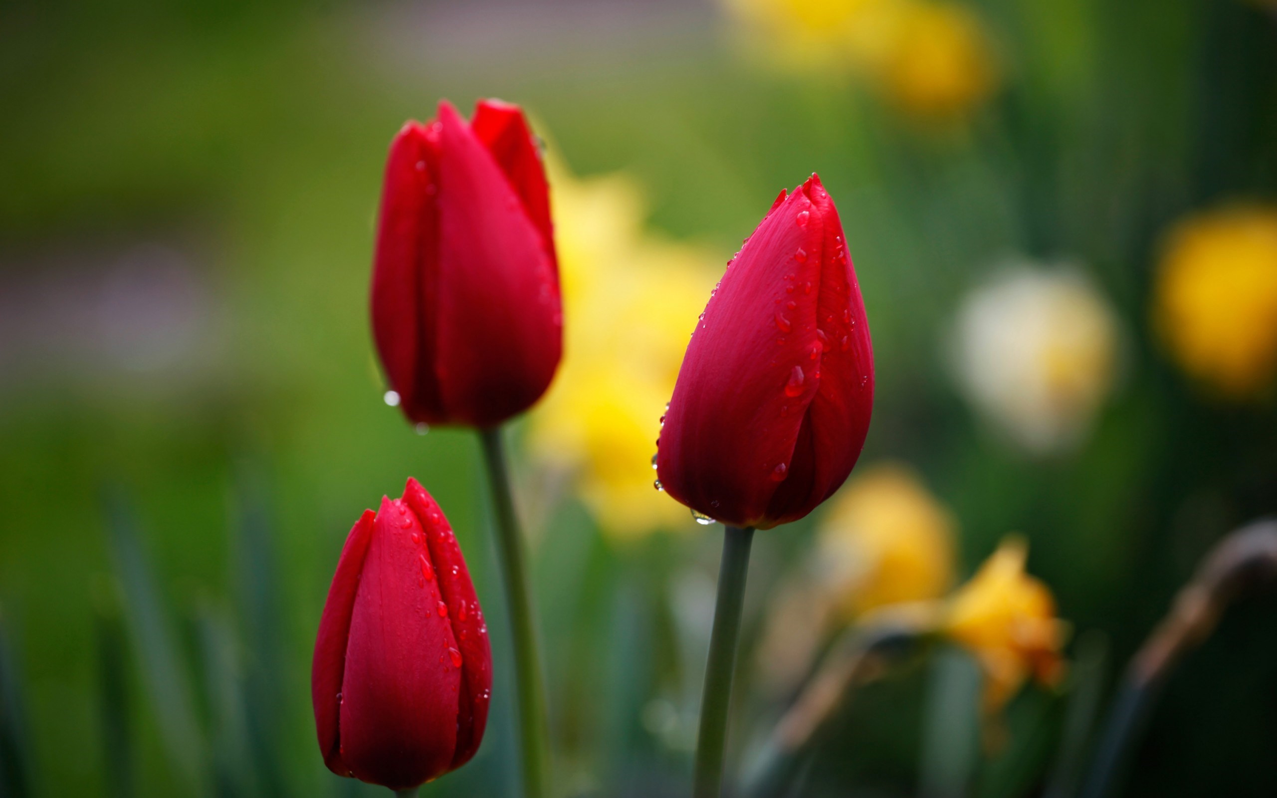 2560x1600 Flowers Tulips Wallpaper Wallpapers Also available in screen resolutions.
