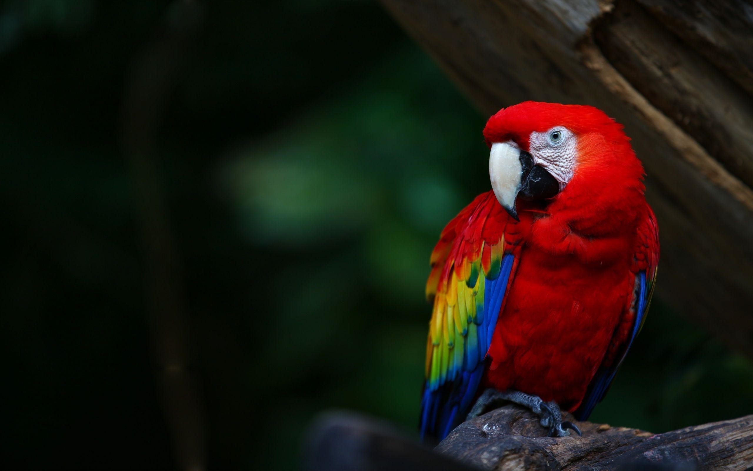 2560x1600 Scarlet Macaw Parrots Wallpaper | Scarlet Macaw Pictures | New .