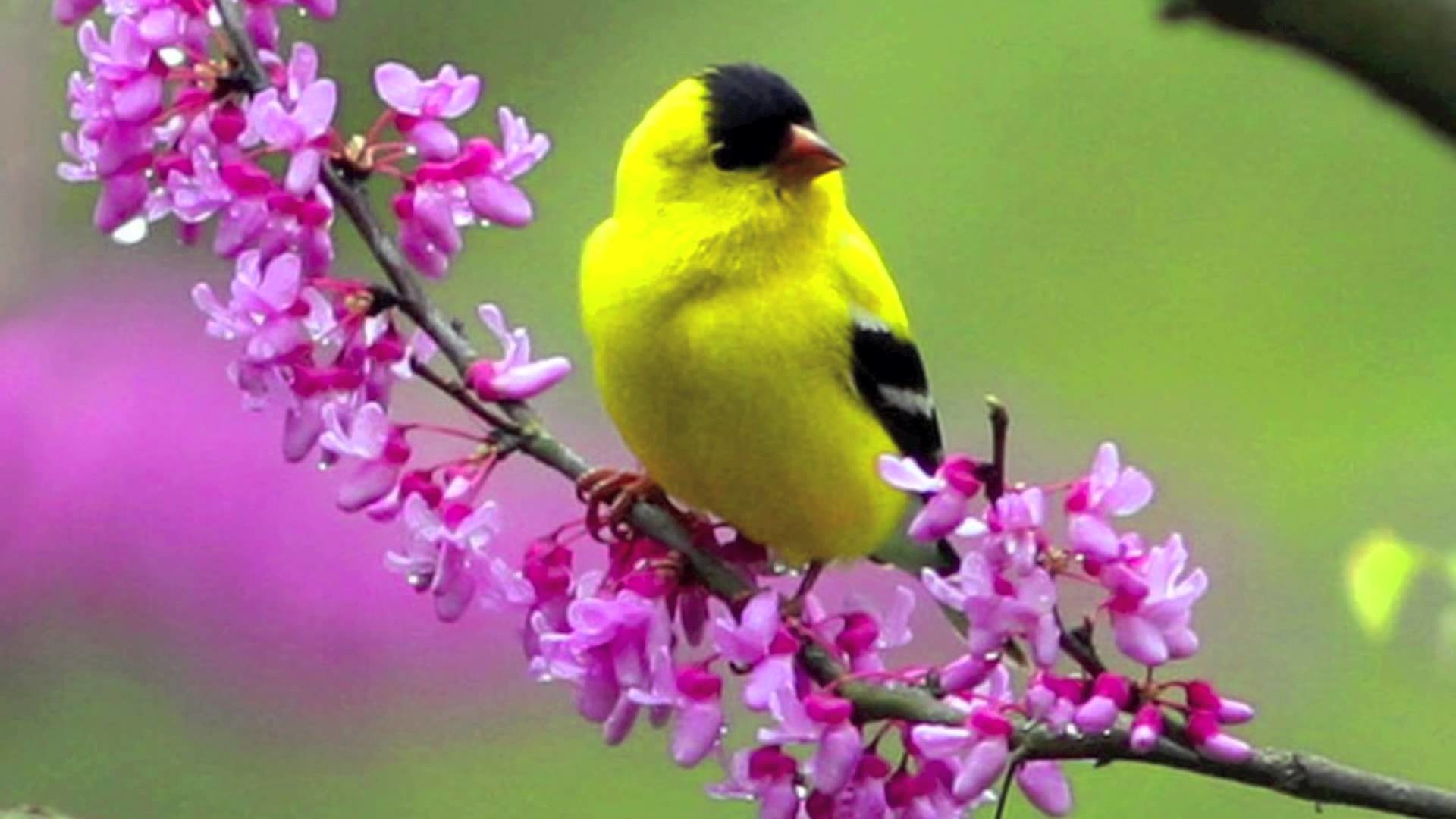 1920x1080 birds and flowers wallpaper which is under the birds wallpapers 