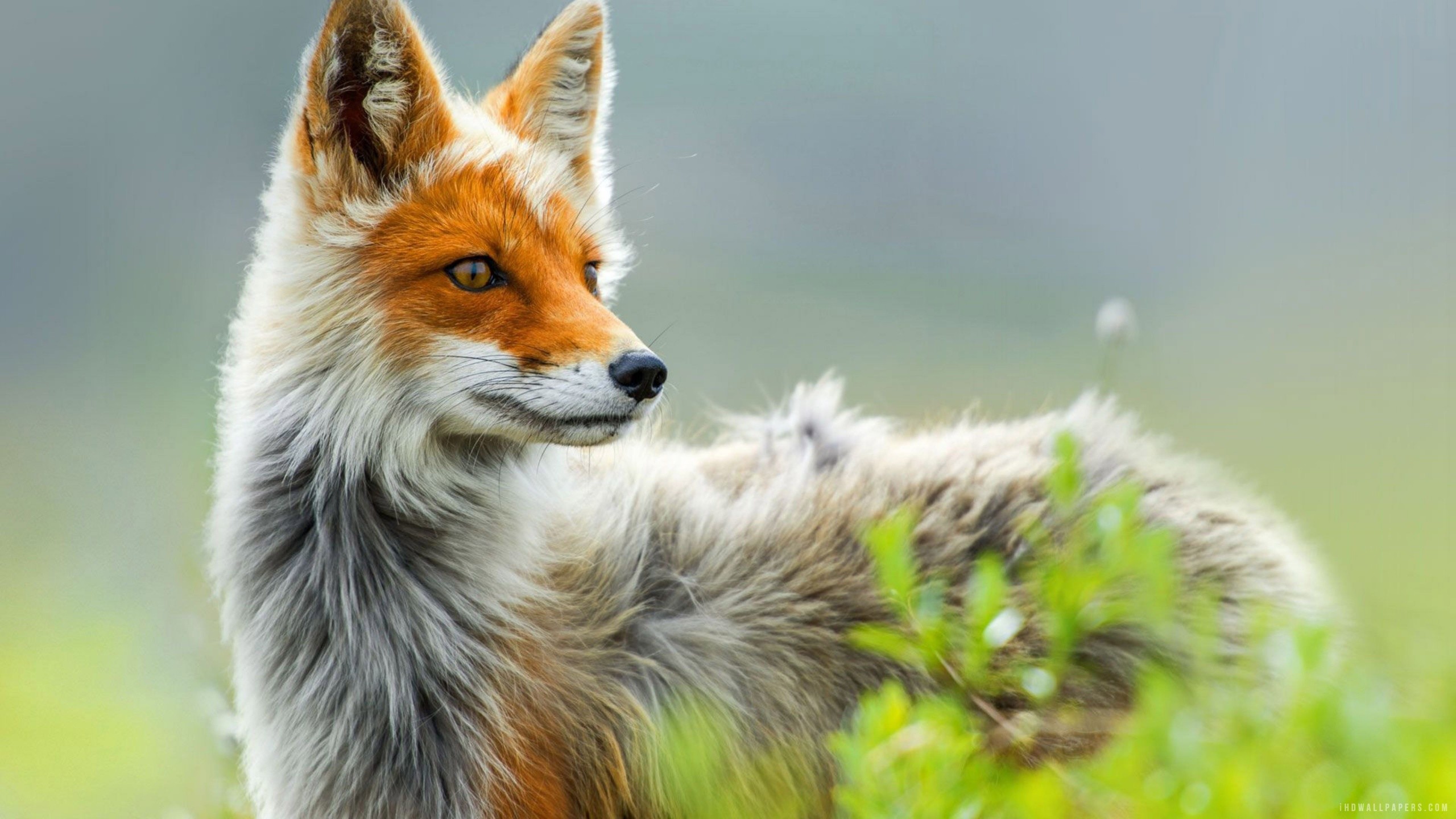 Cute Fox Images  Browse 2058 Stock Photos Vectors and Video  Adobe  Stock