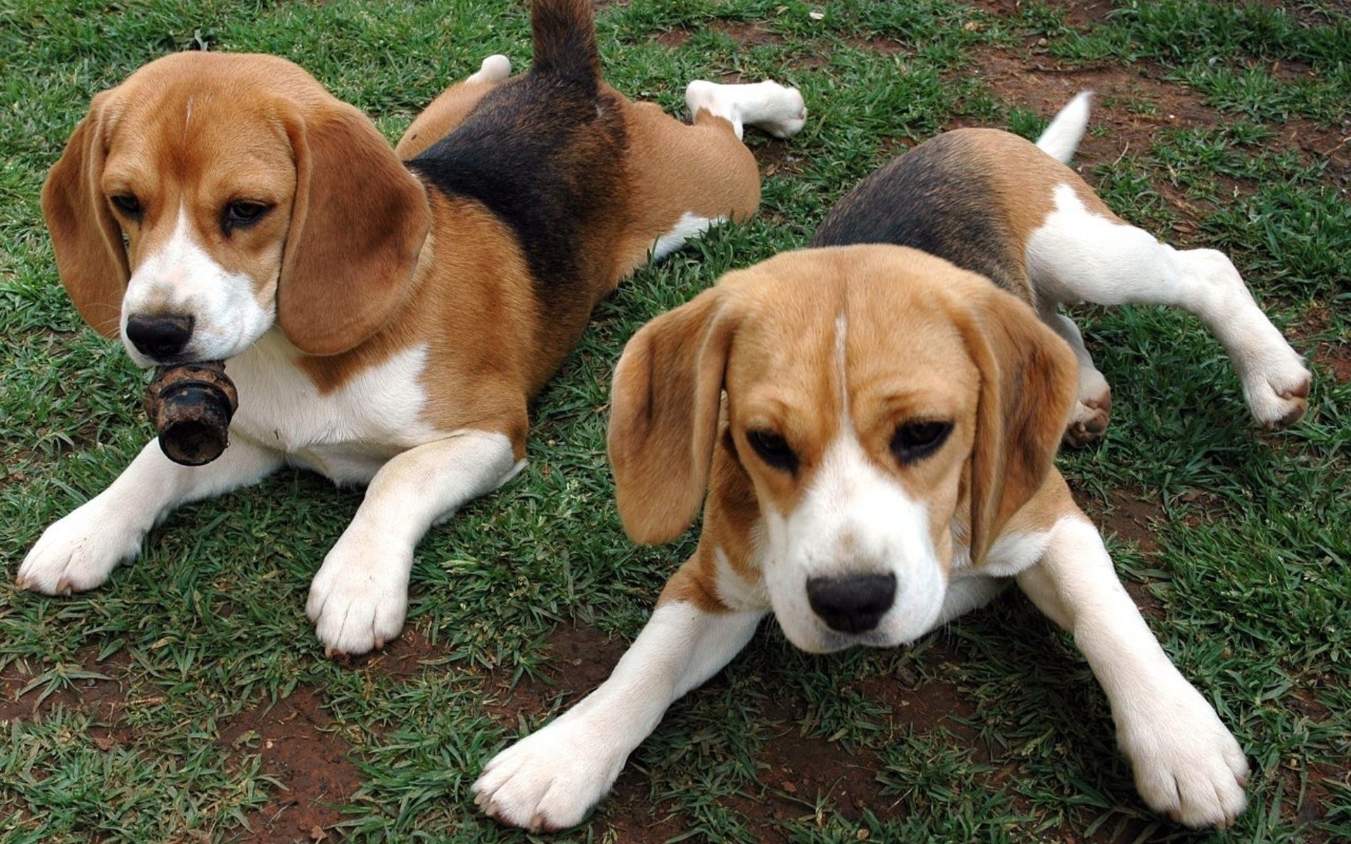 1920x1200  Wallpaper beagle, puppies, dog, couple