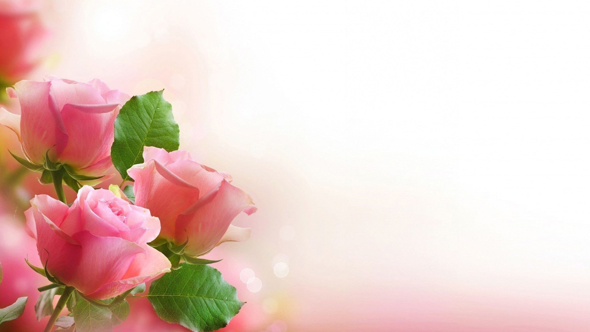 1920x1080 HD Quality-Rose – Gorgeous Rose Photos – free download