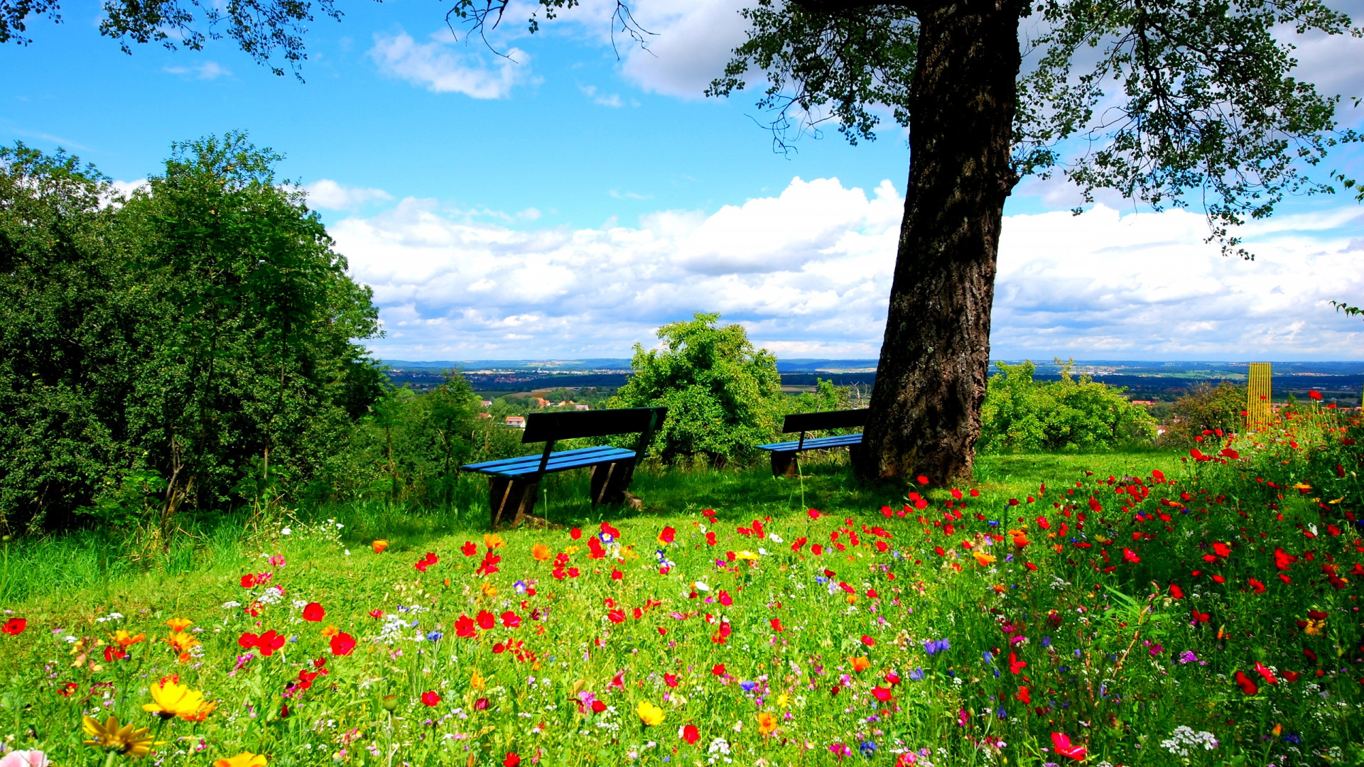 1920x1080 Preview wallpaper trees, benches, flowers, nature 