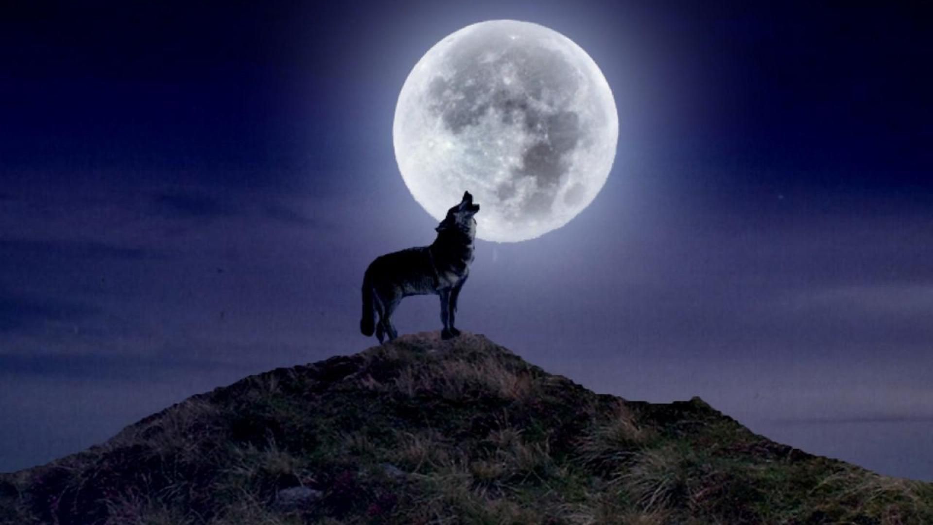 Wolf Howling Wallpaper.
