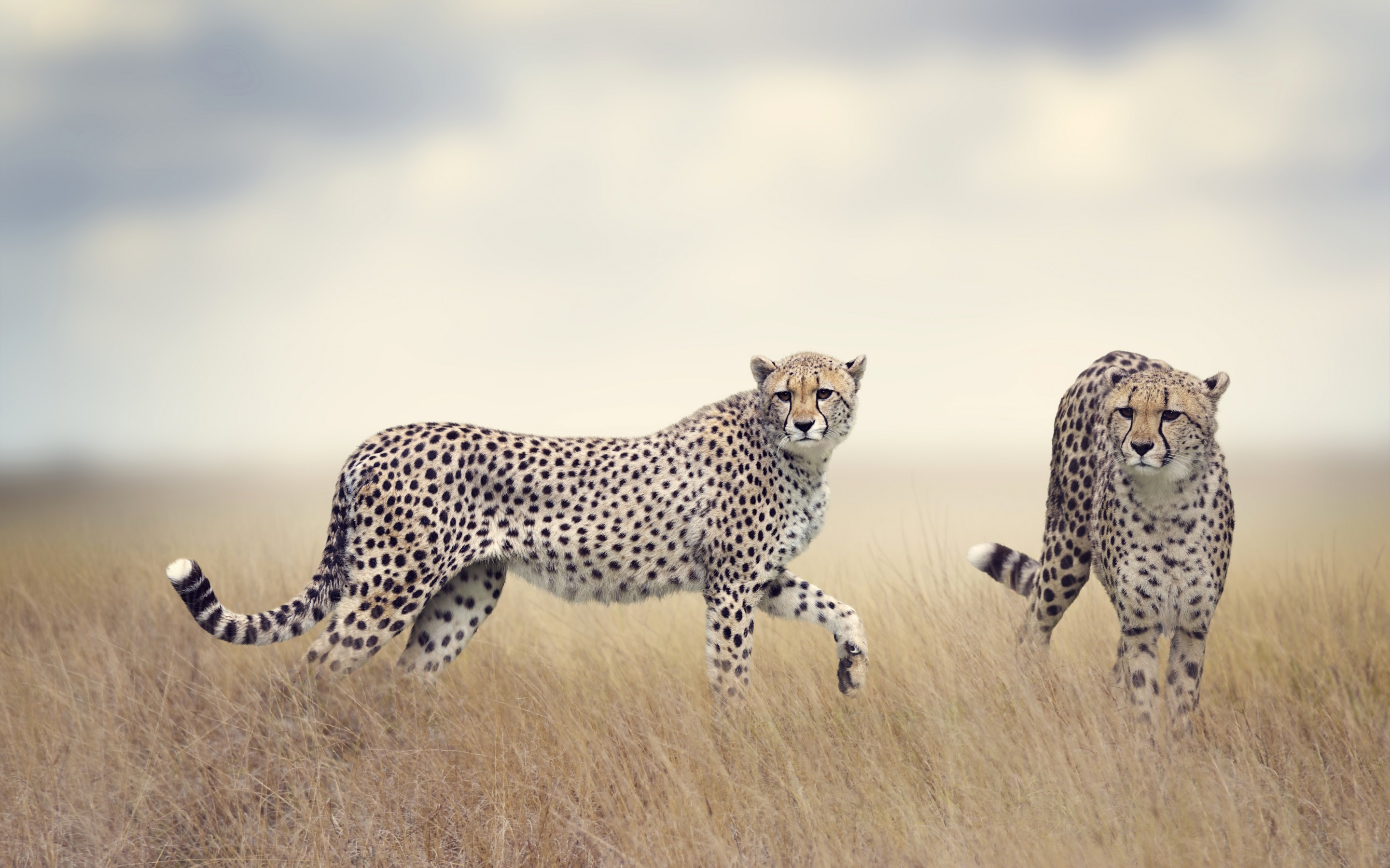 2880x1800 Animals / Cheetah Wallpaper