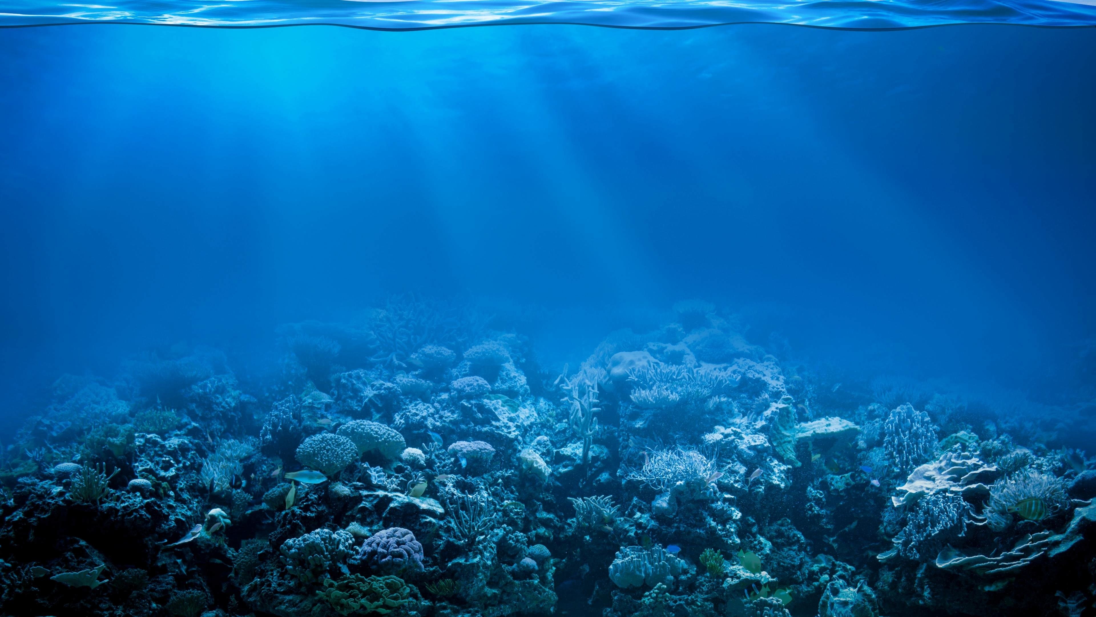 Ocean Reef Wallpaper (49+ images)