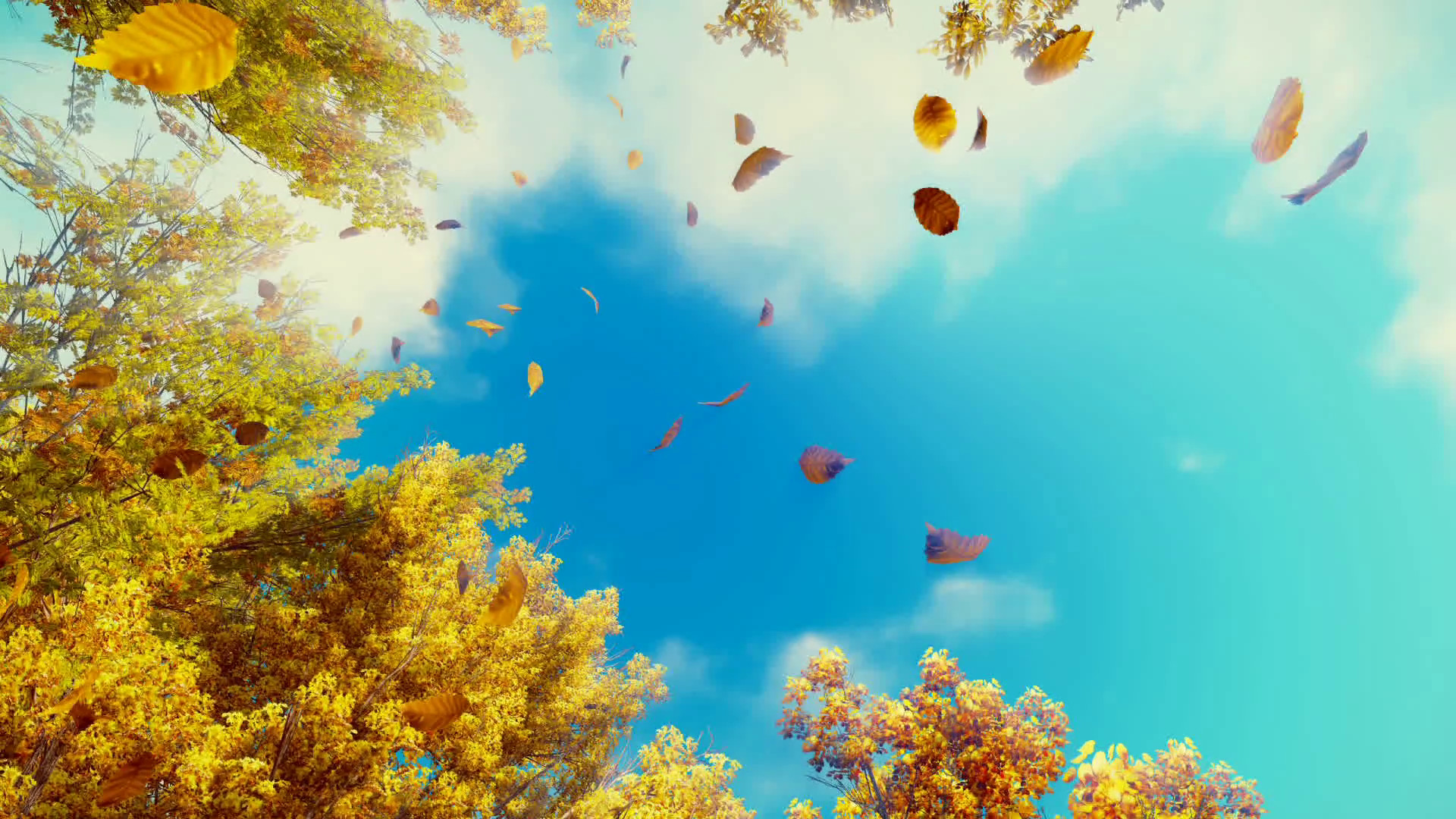 1920x1080 Motion through golden autumn leaves falling from tree tops in slow motion  against sunshine cloudy sky