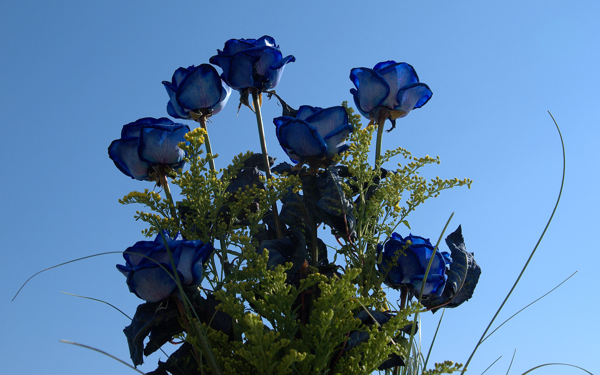 1920x1202 blue roses bouquet