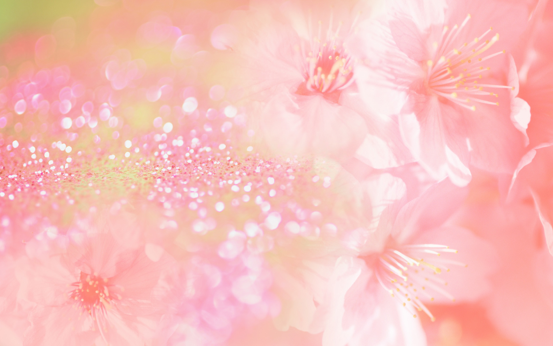 1920x1200 Pink flower background
