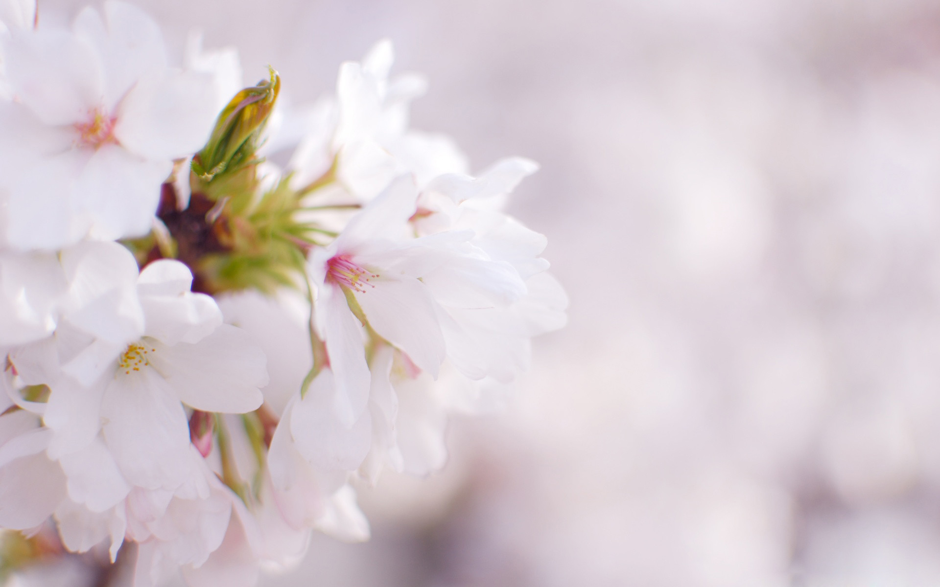 1920x1200 White Cherry Blossom Wallpapers