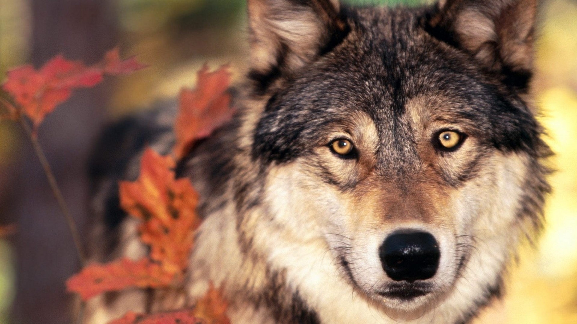 1920x1080 ... Background Full HD 1080p.  Wallpaper wolf, grass, leaves,  face, eyes