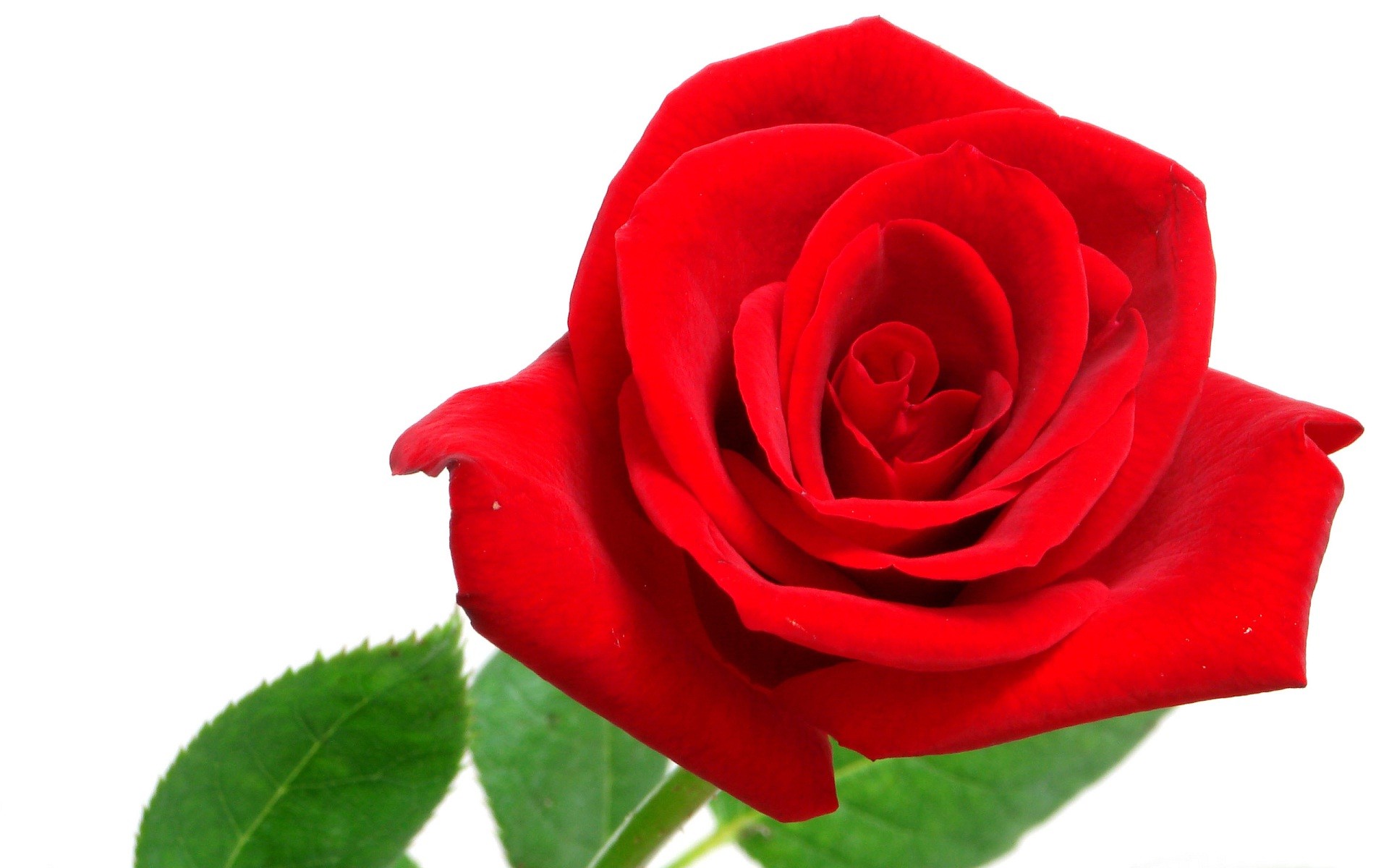 1920x1200 Red rose on white background wide