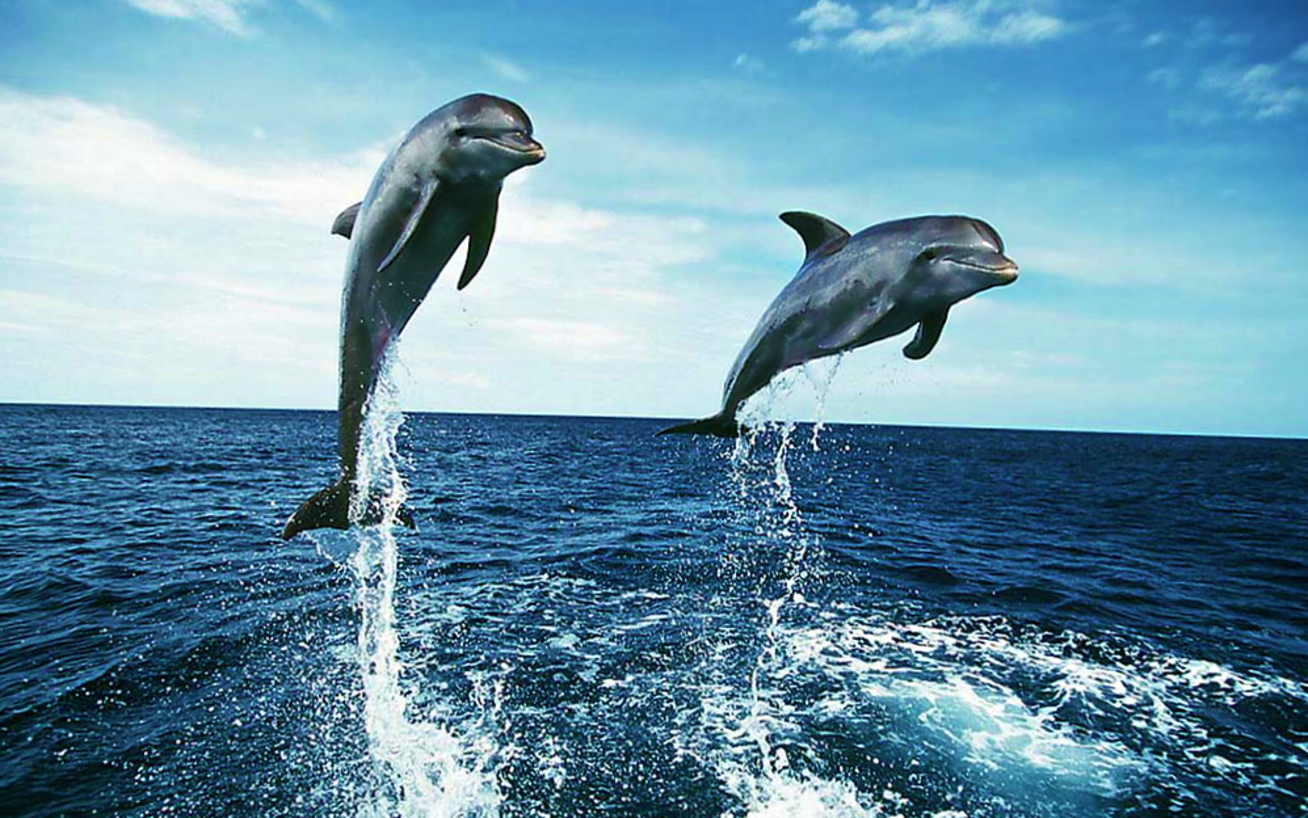 2560x1600 ... free dolphin wallpapers for iphone long wallpapers ...