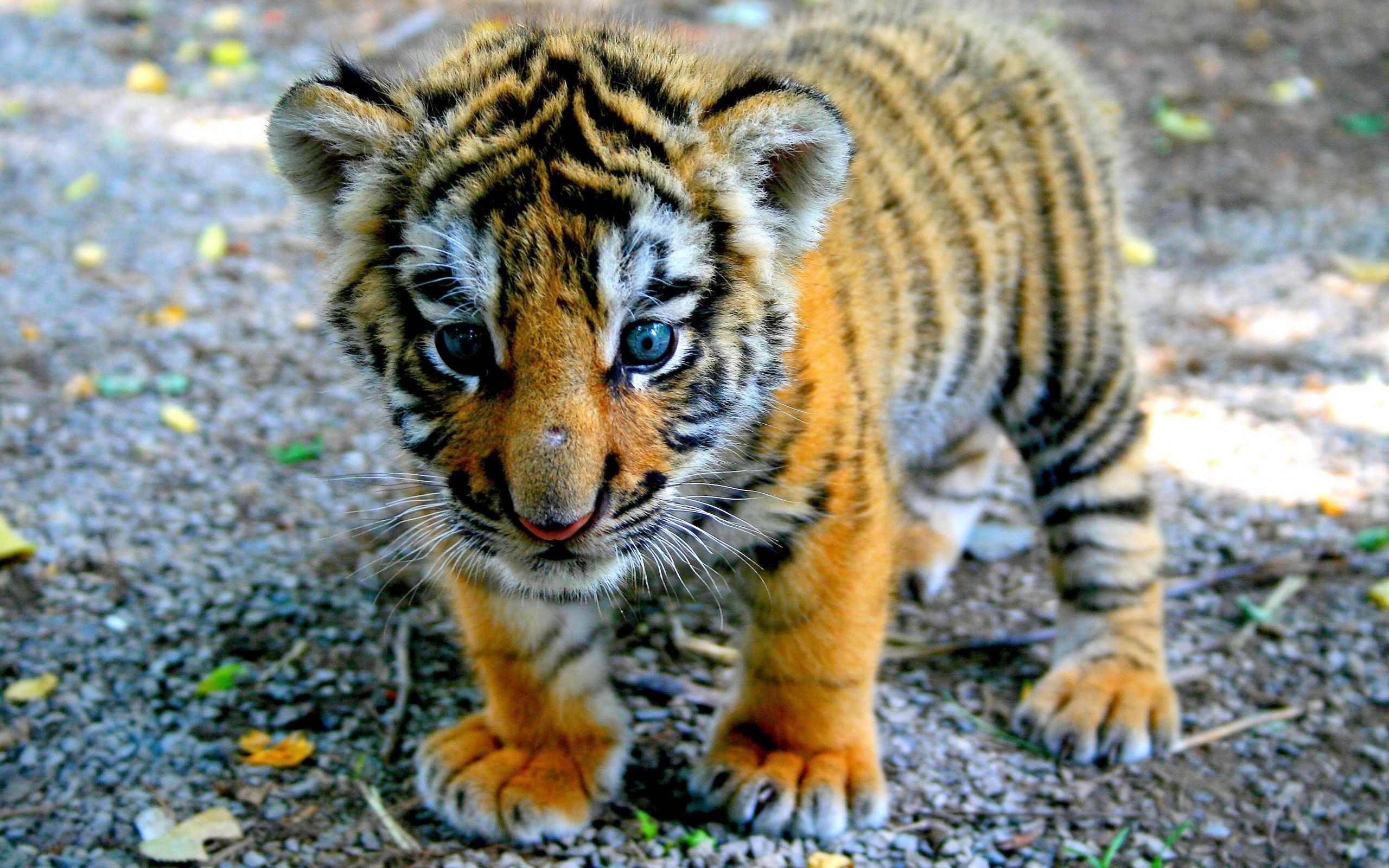 2560x1600 ... Tiger cub